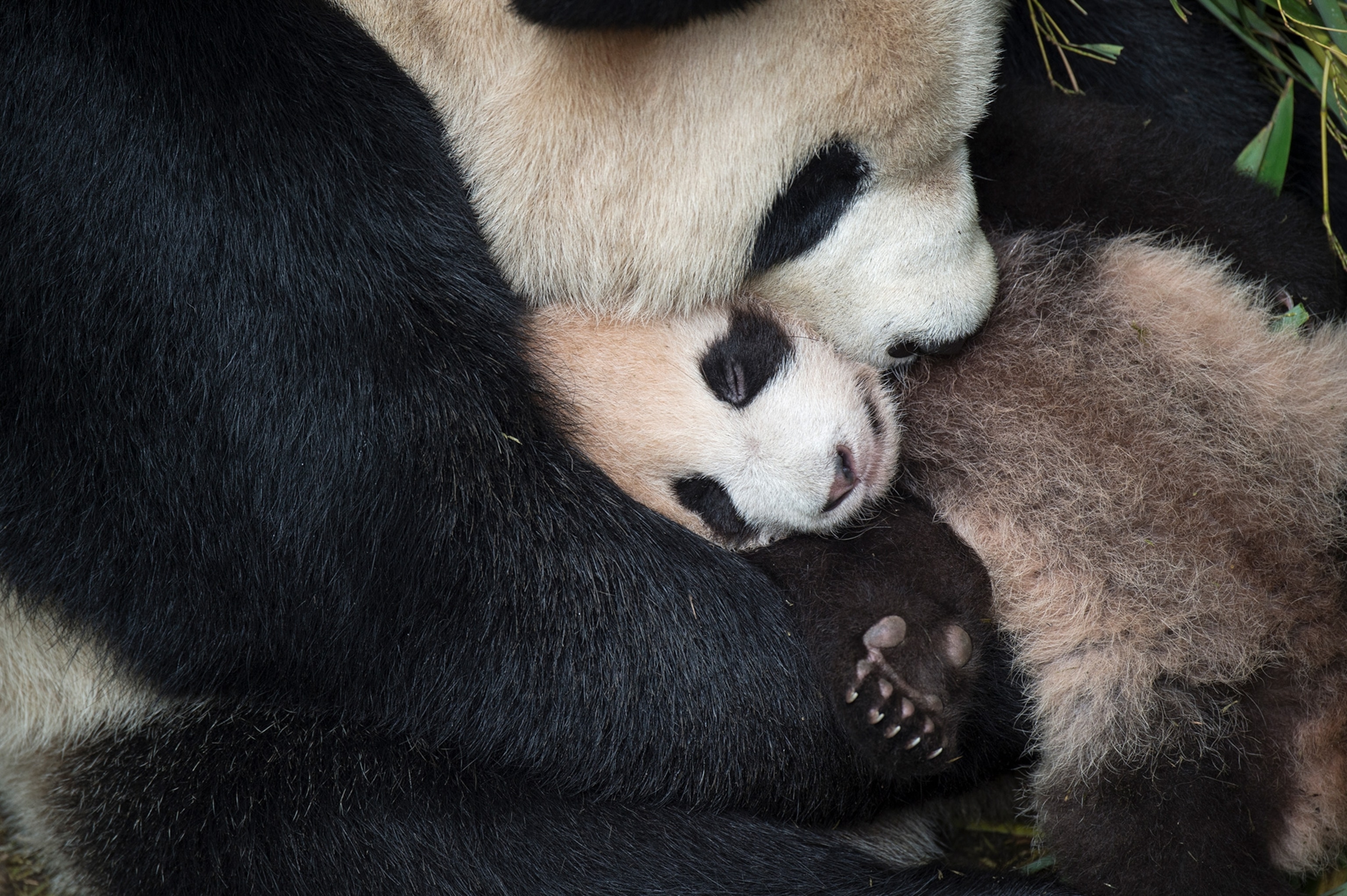 of a mother panda holding her cub