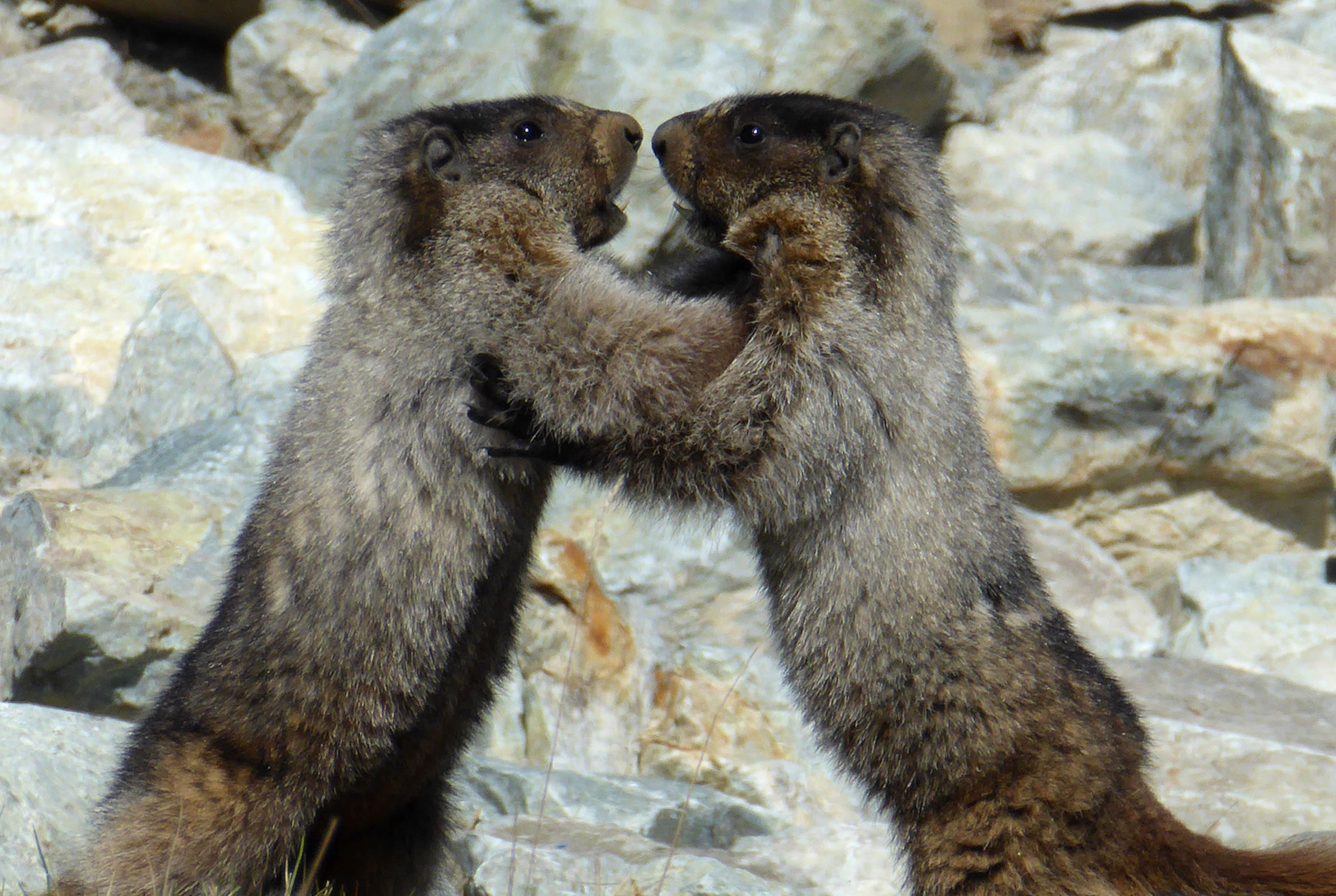 two marmots
