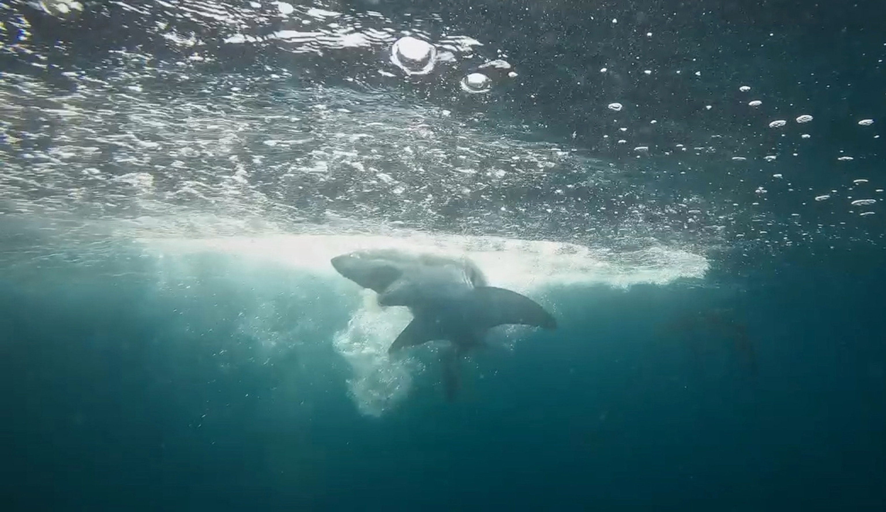 a baby great white shark under water near the surface has taken bait
