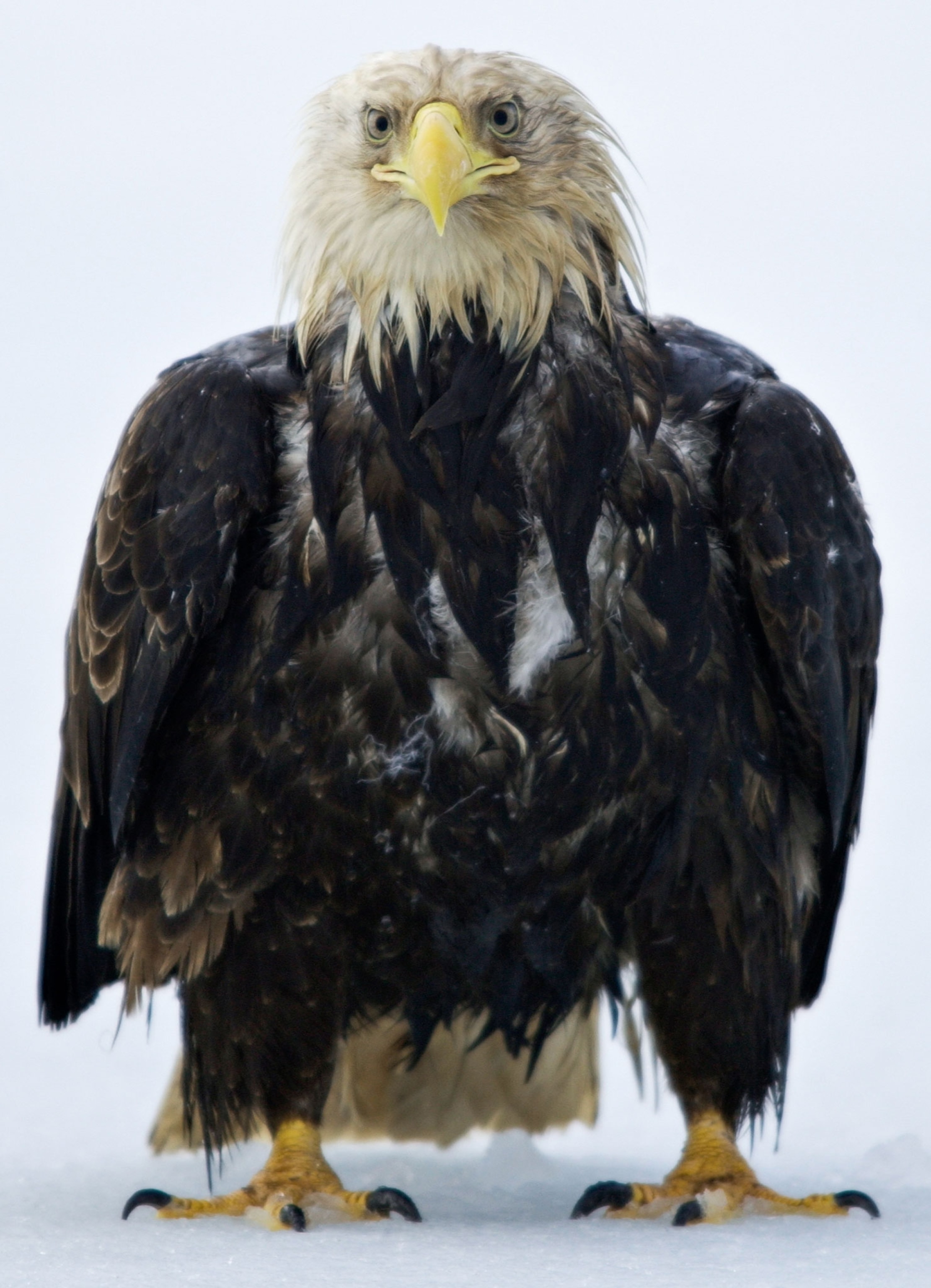 Bald Eagle (Haliaeetus leucocephalus) wet eagle standing on ice after rainfall Unalaska Aleutian Islands Alaska February 2007