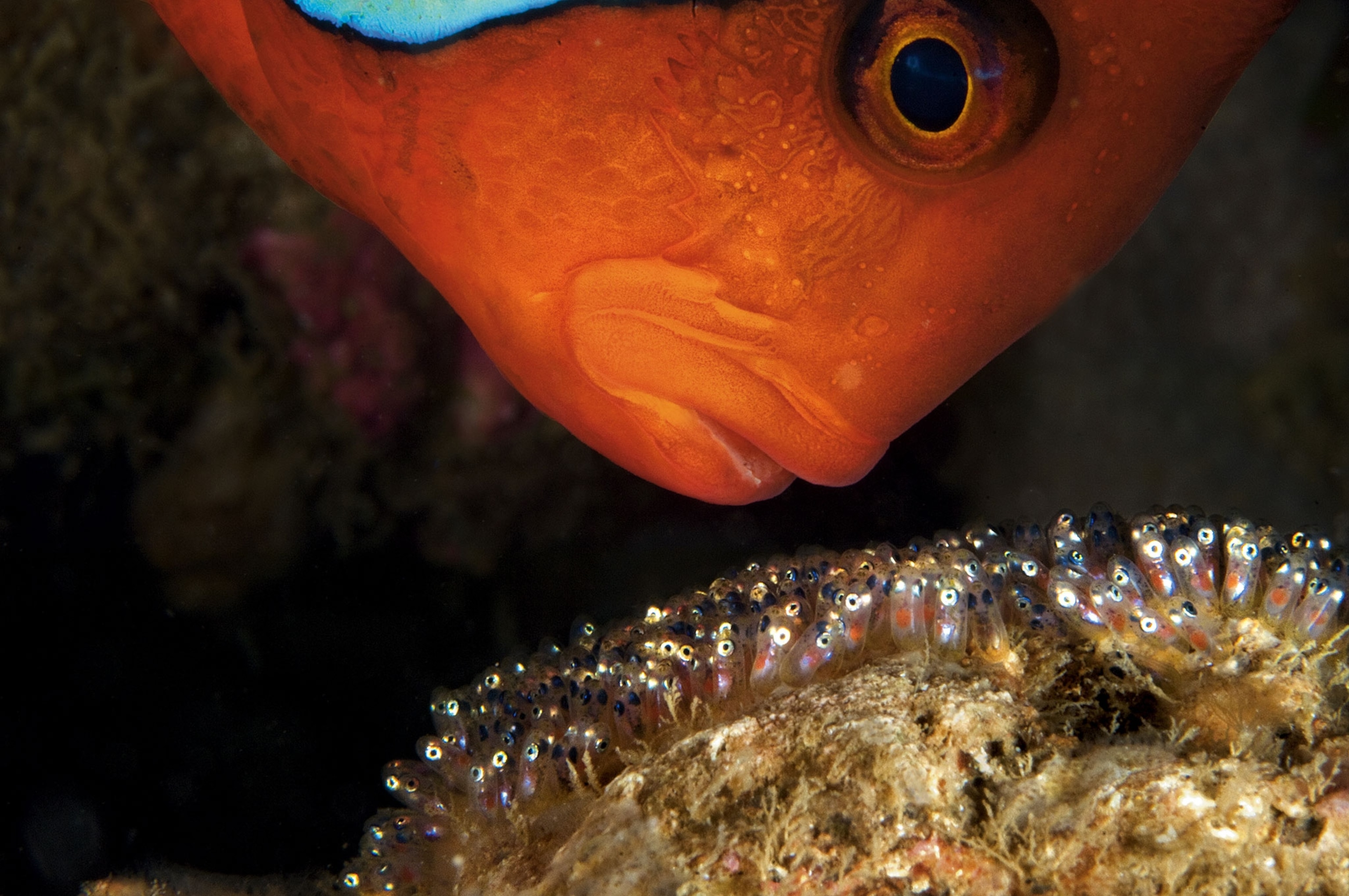 a male clownfish guarding his clutch of eggs