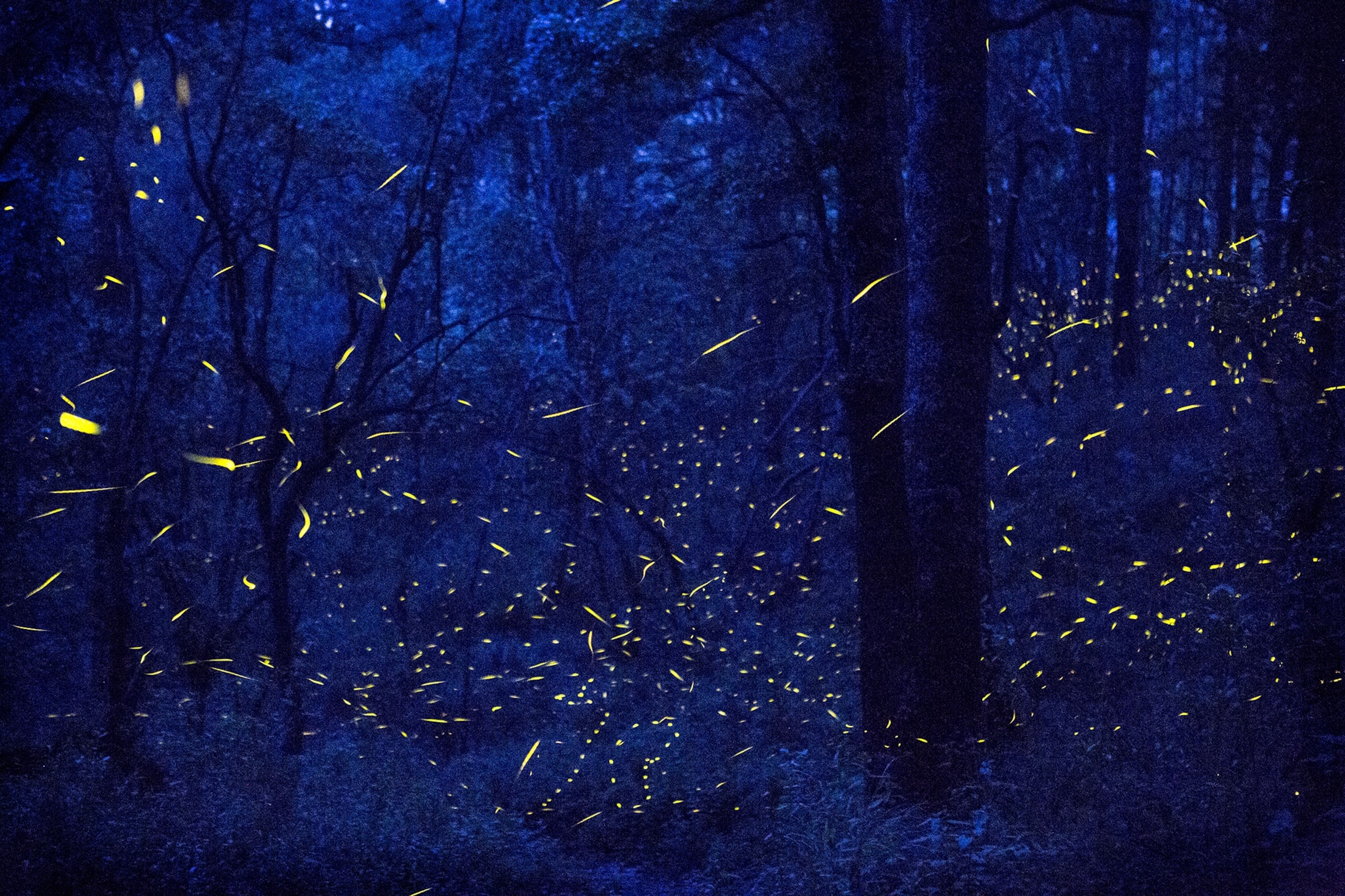 fireflies in flight in the forest at Santa Clara Sanctuary in Mexico