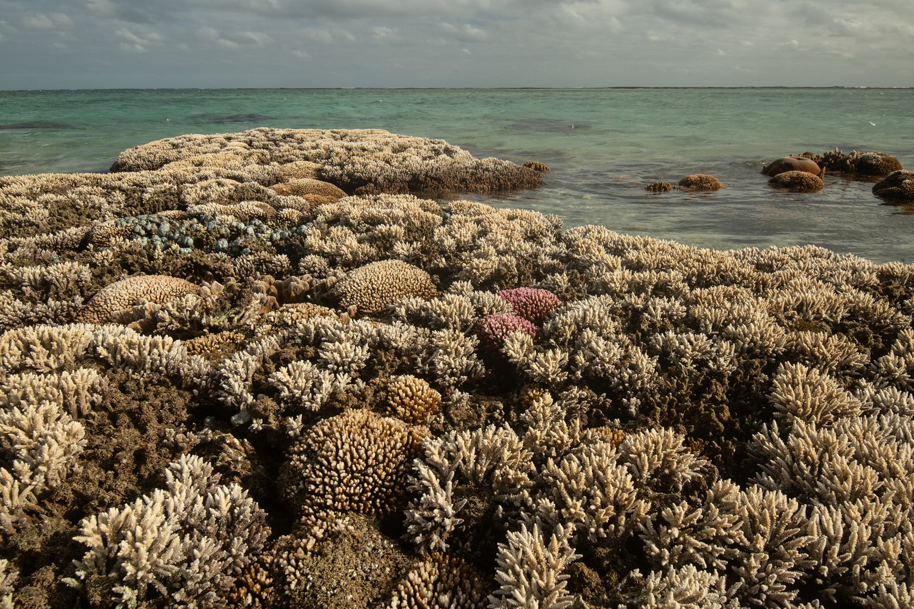 Corals exposed to air from a shallow reef undergo bleaching.