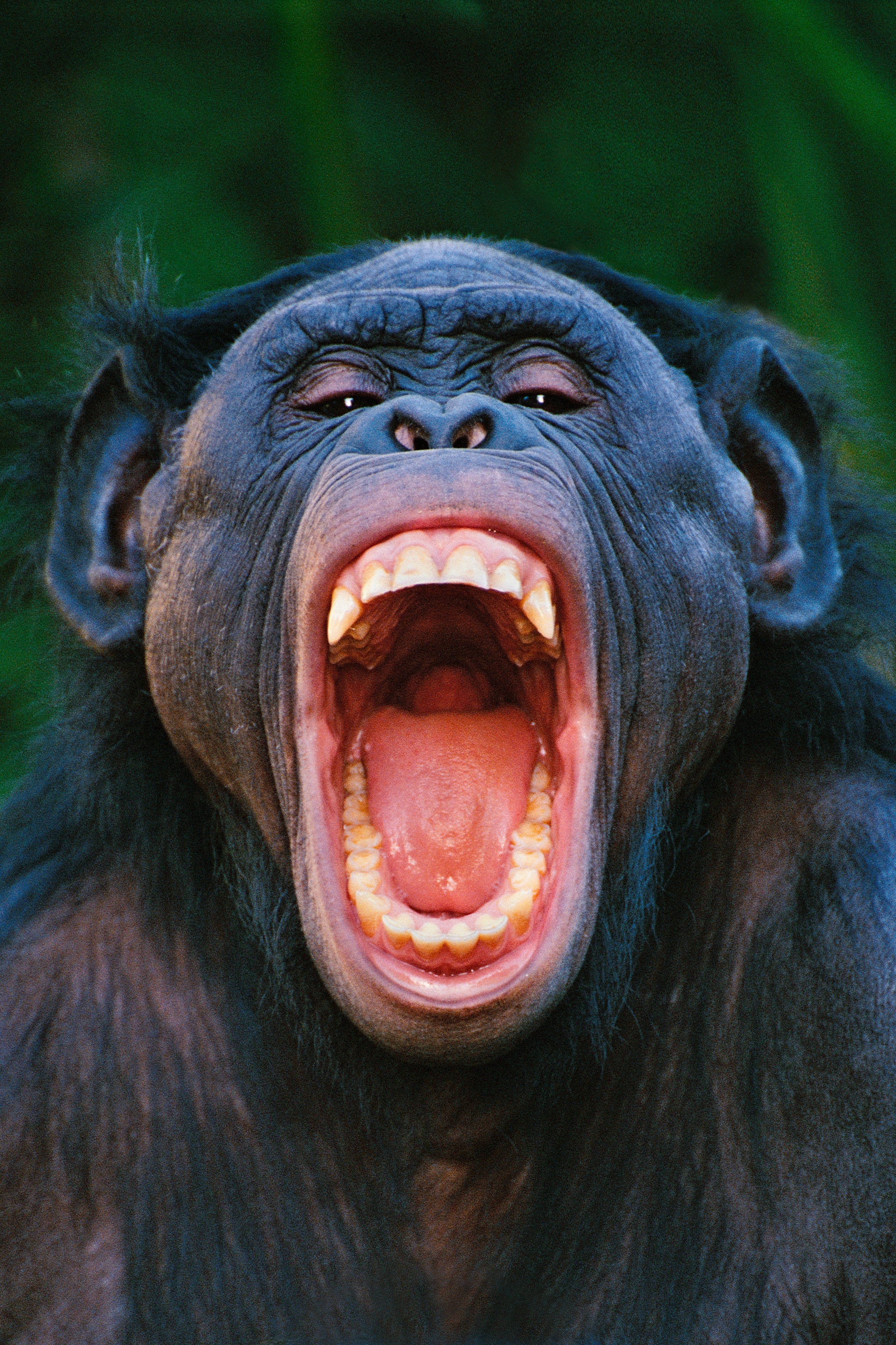 Bonobo with mouth open