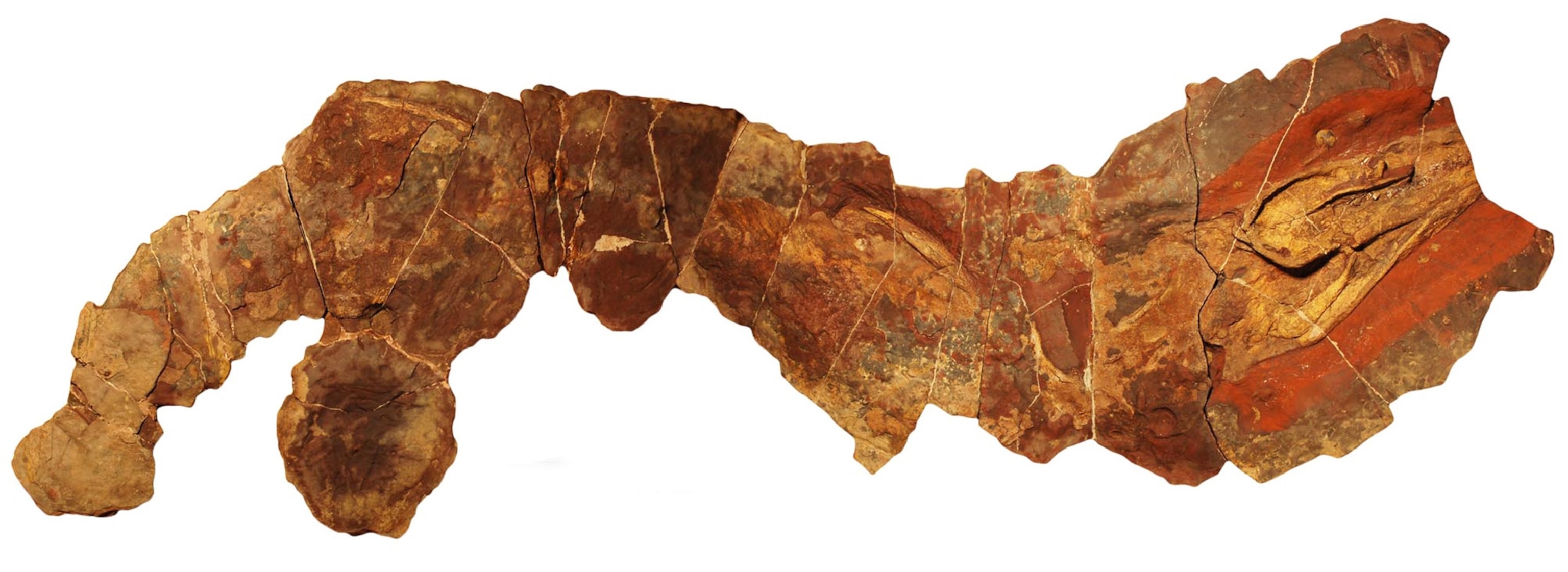 a fossil