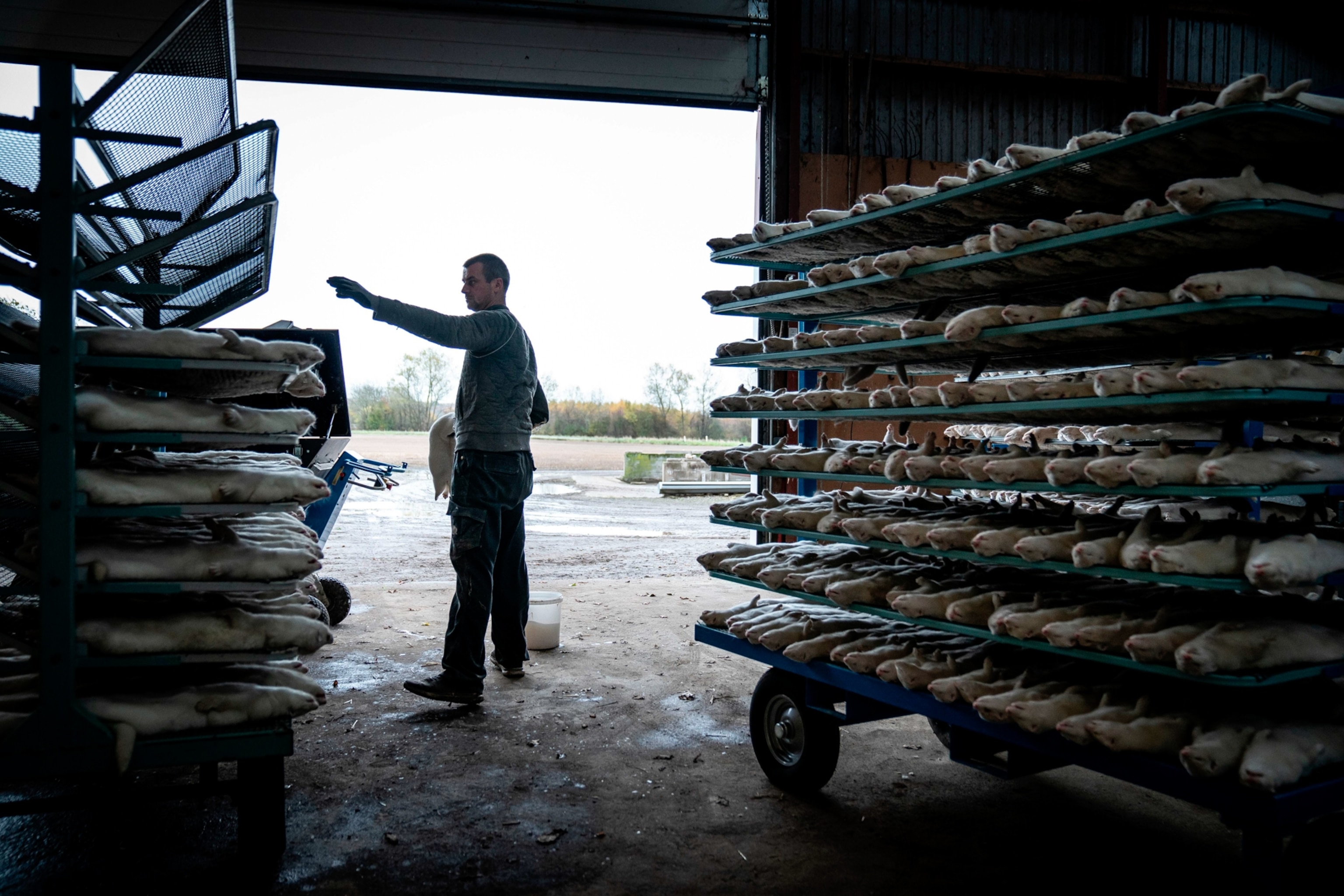 Picture of a person surrounded by racks of dead minks