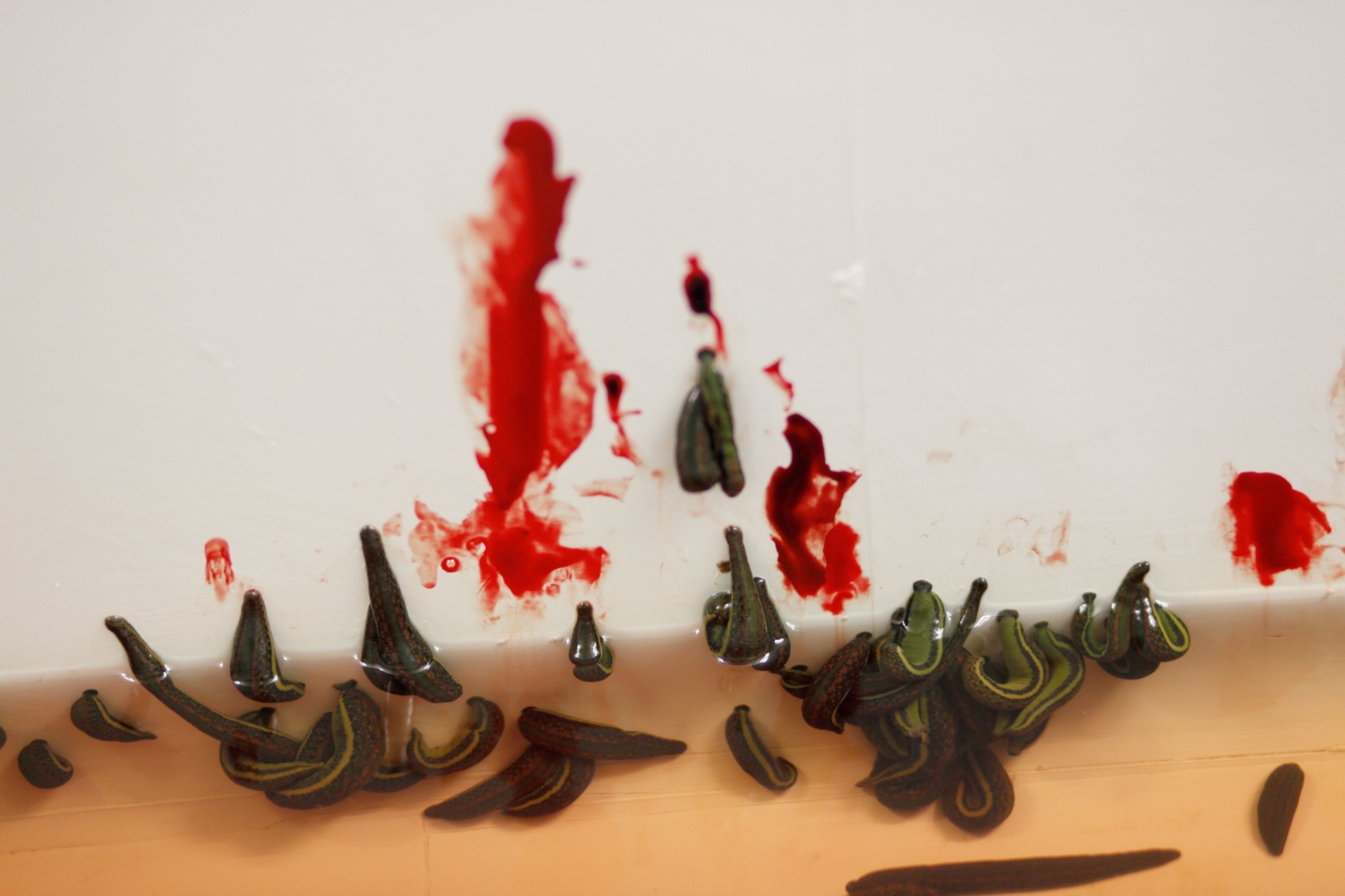 Medical leeches are seen against a blood-streaked wall.