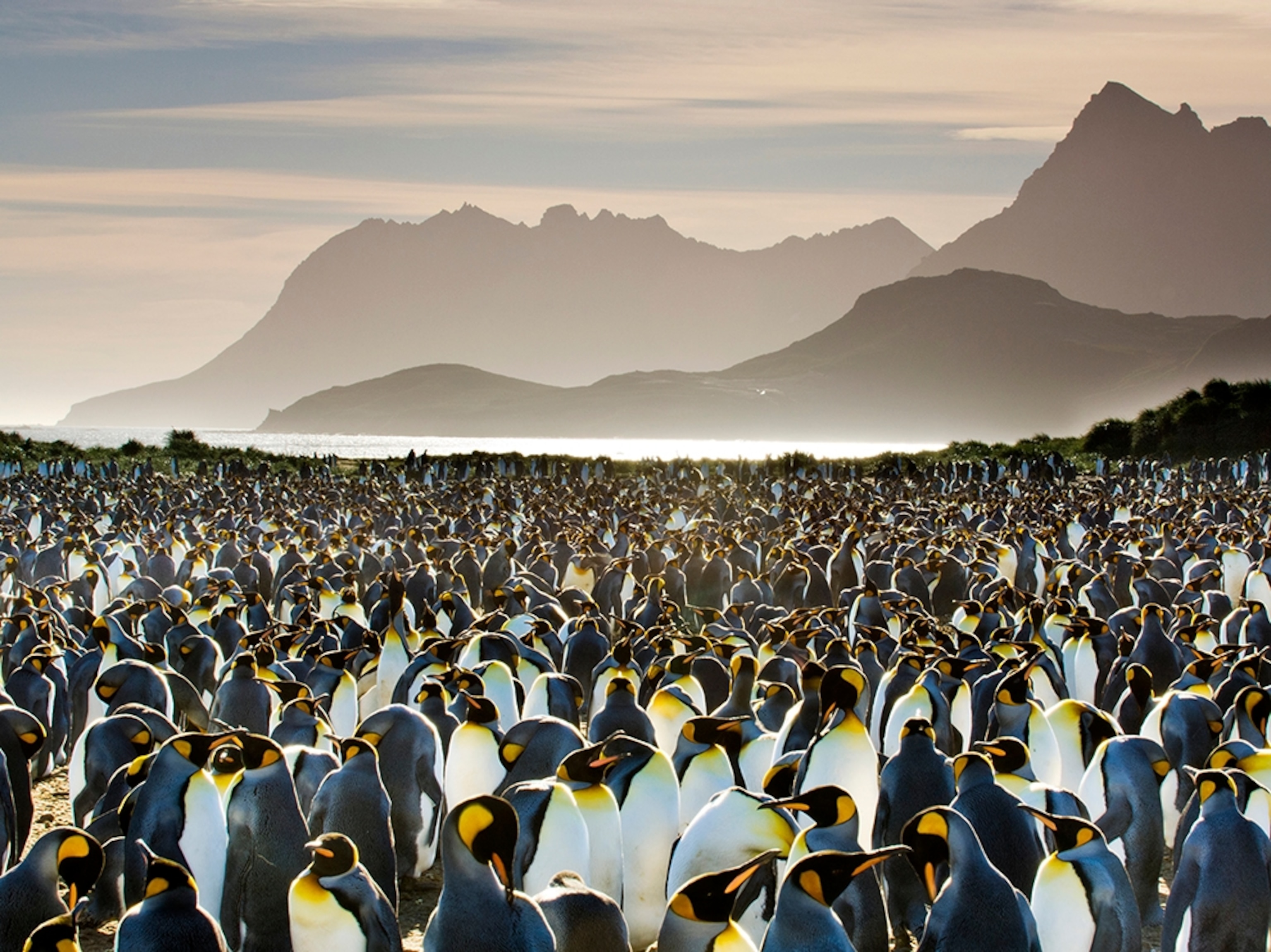 a penguin colony, South Georgia Island