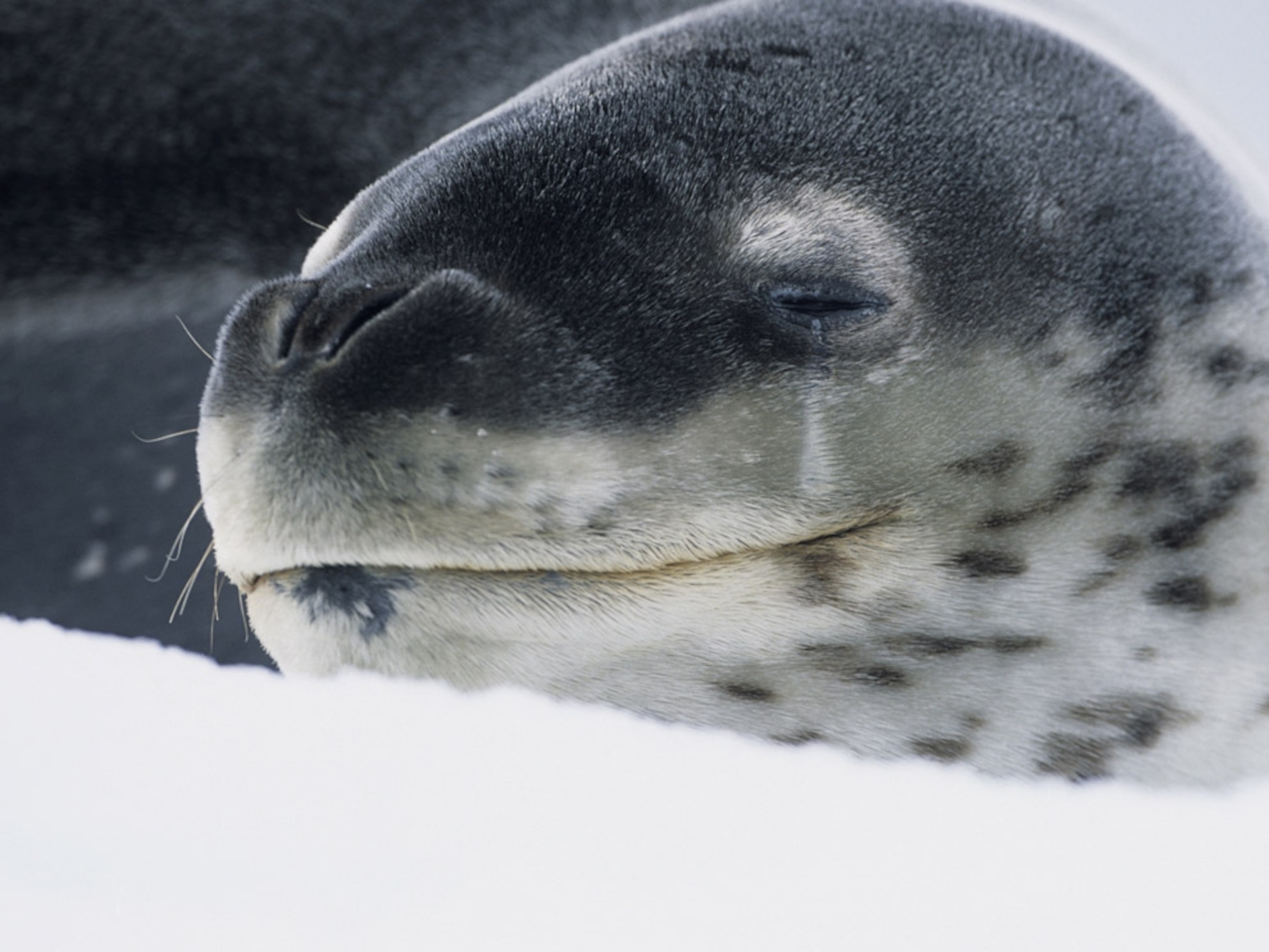 a leopard seal