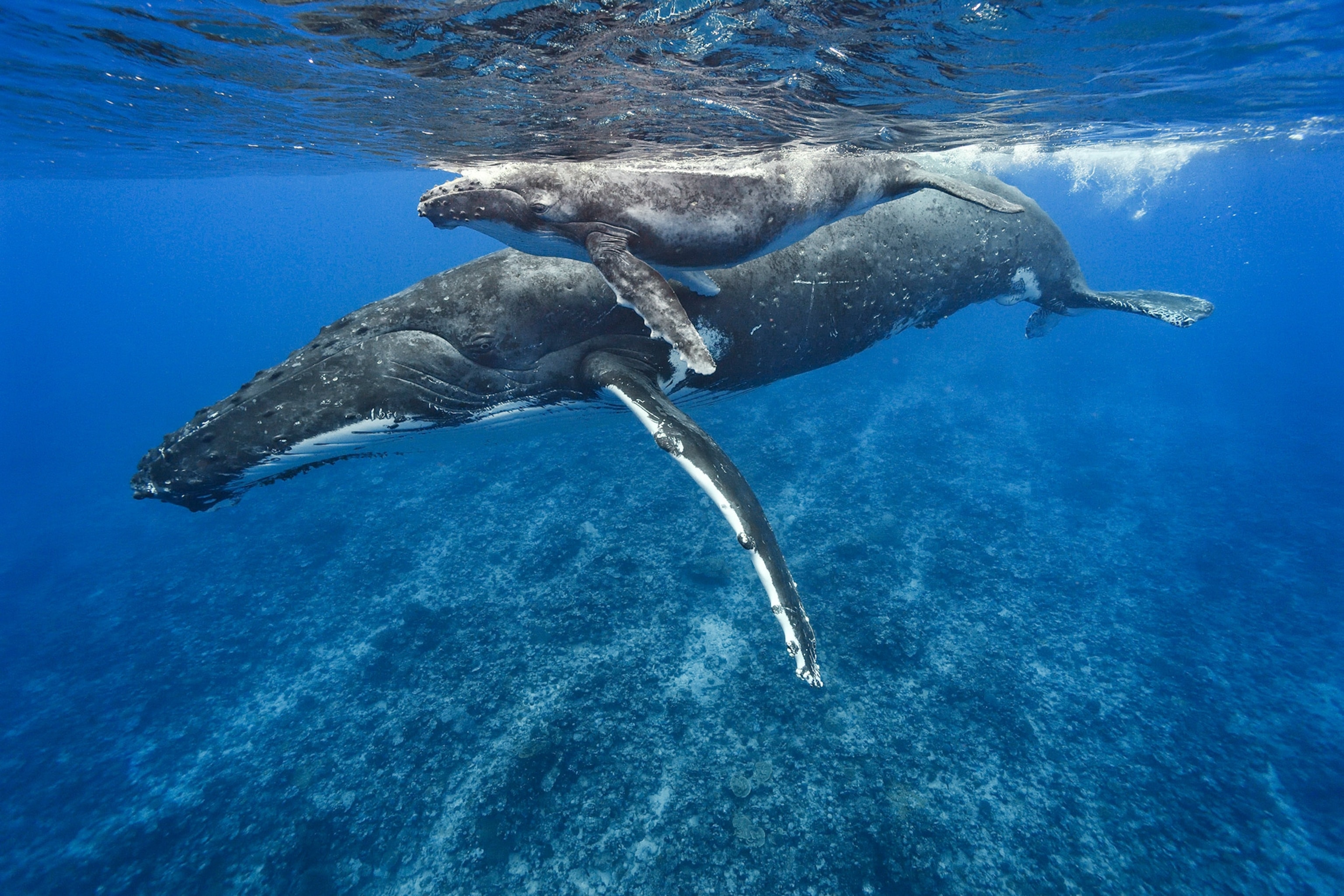 Two whales swim together long the surface.