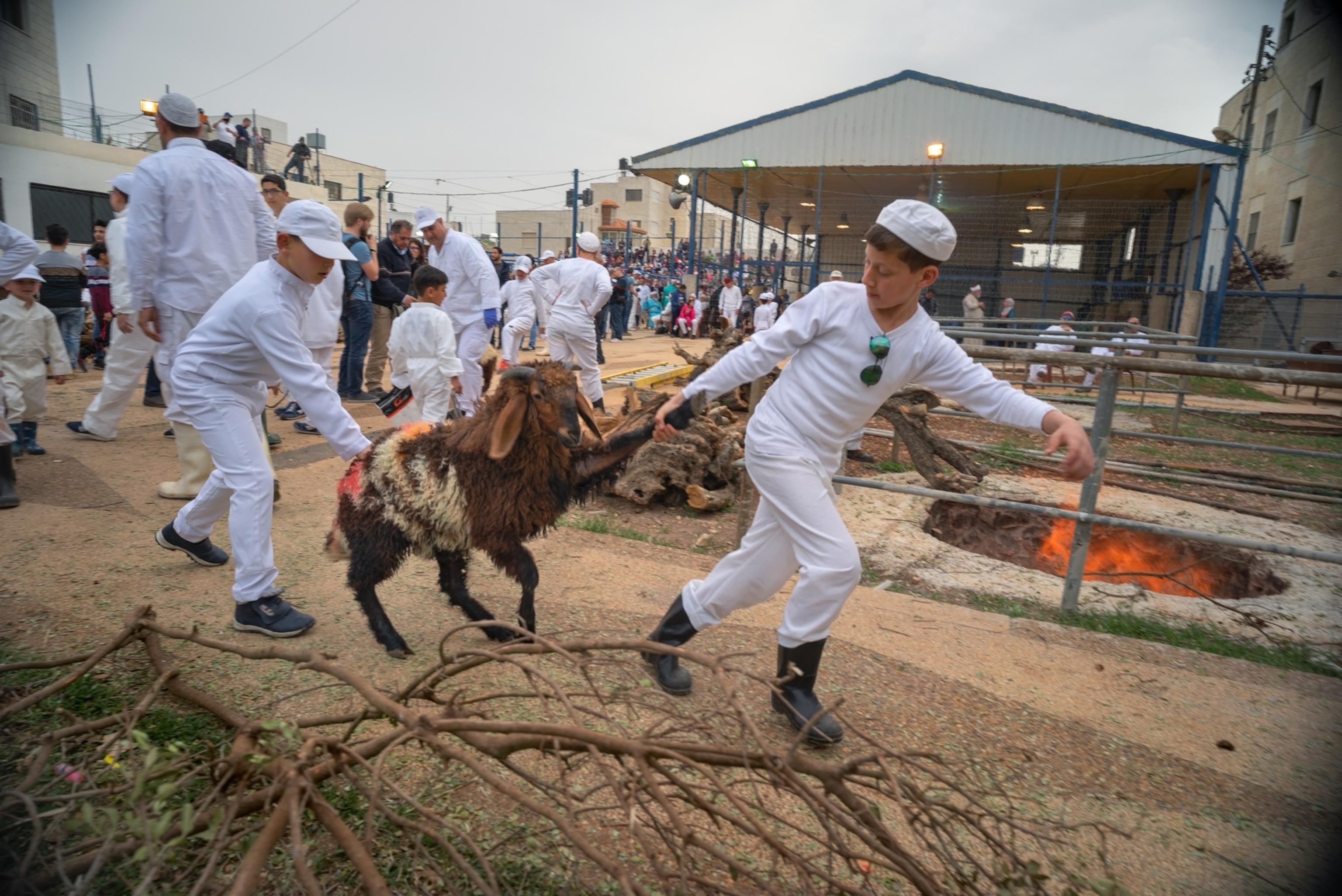 two young boys pulling a sheep