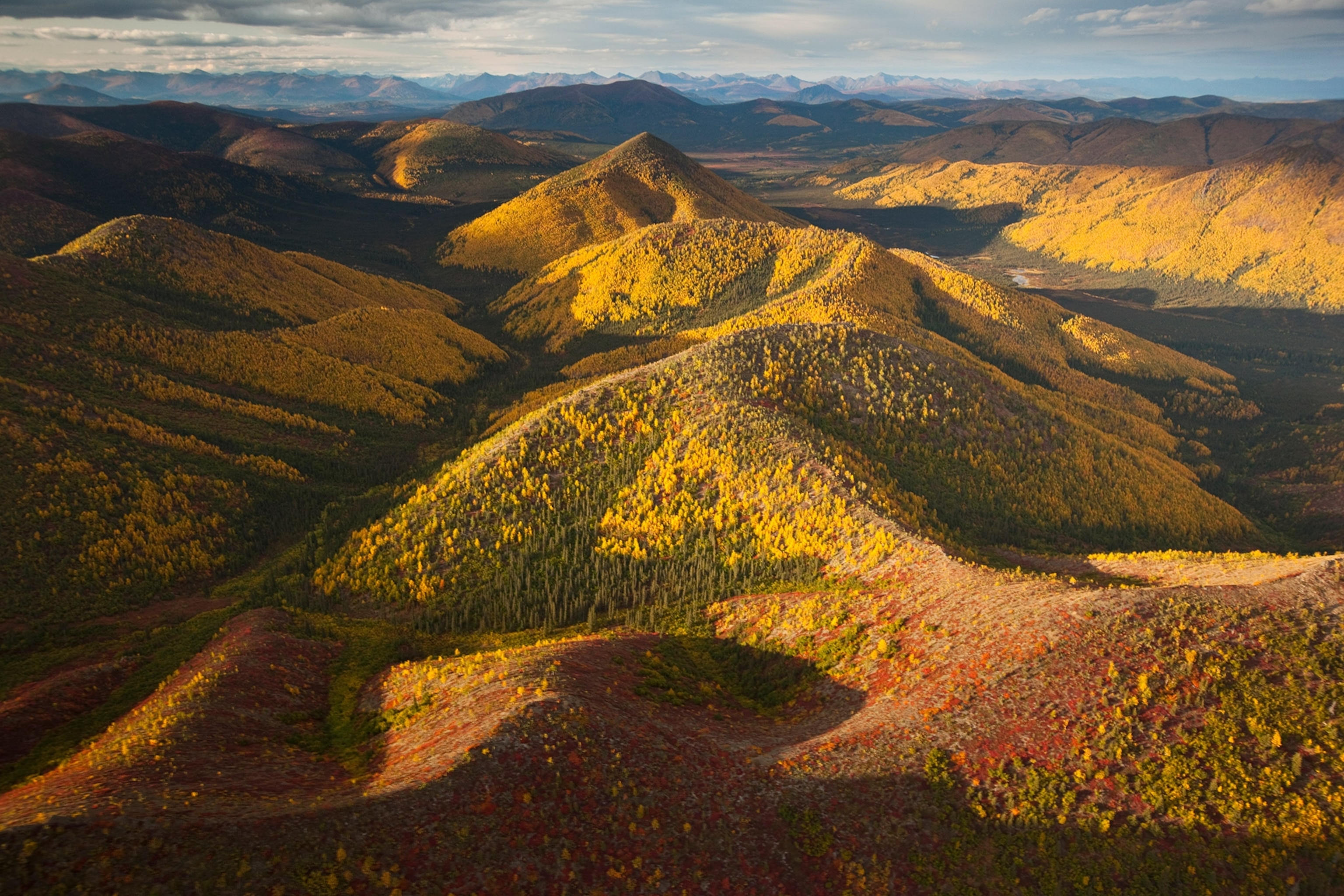 poplars and tundra in fall colors in Gates of the Arctic National Park, Alaska