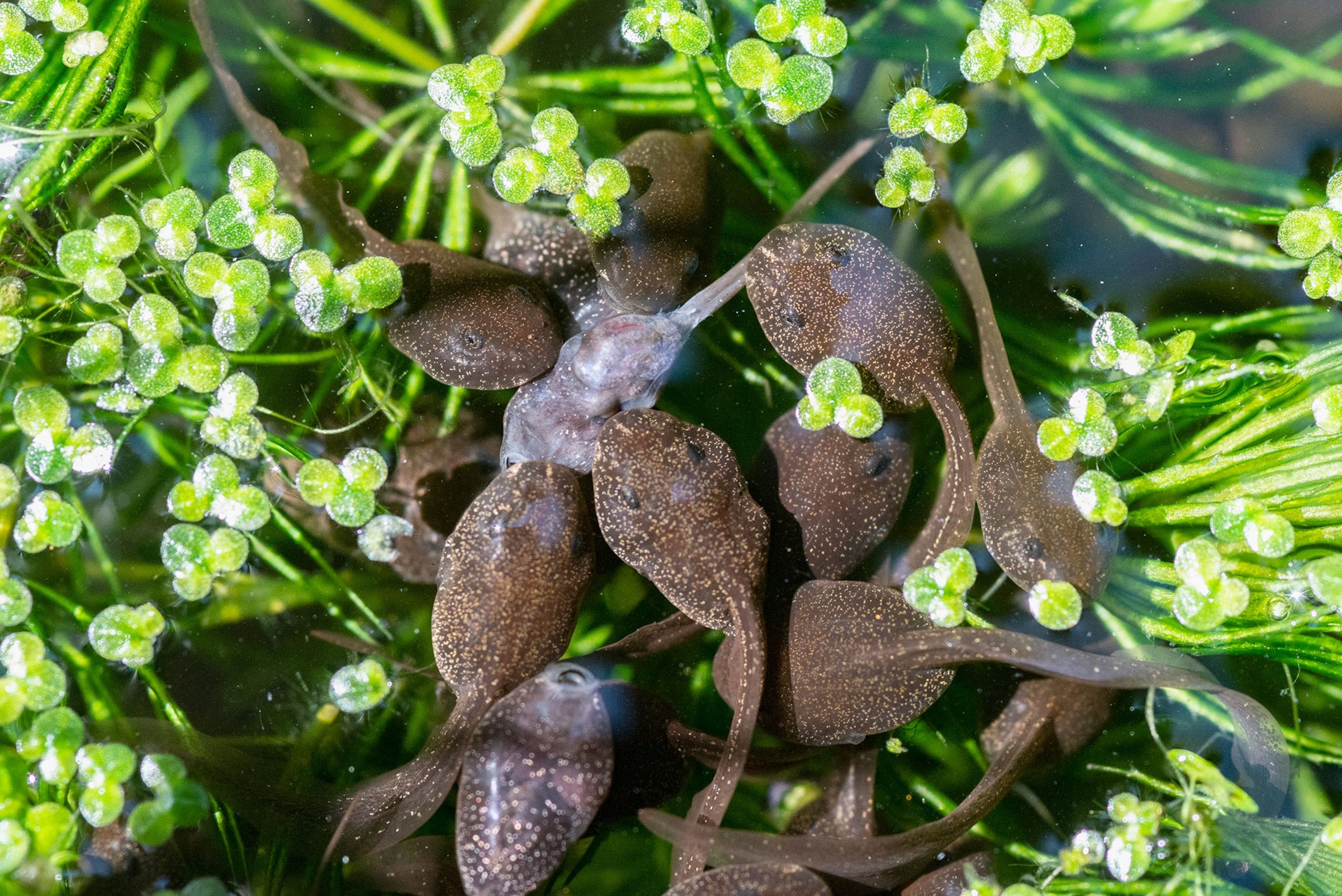 Tadpoles swarm another tadpole eating them in water surrounded by small green leaves.
