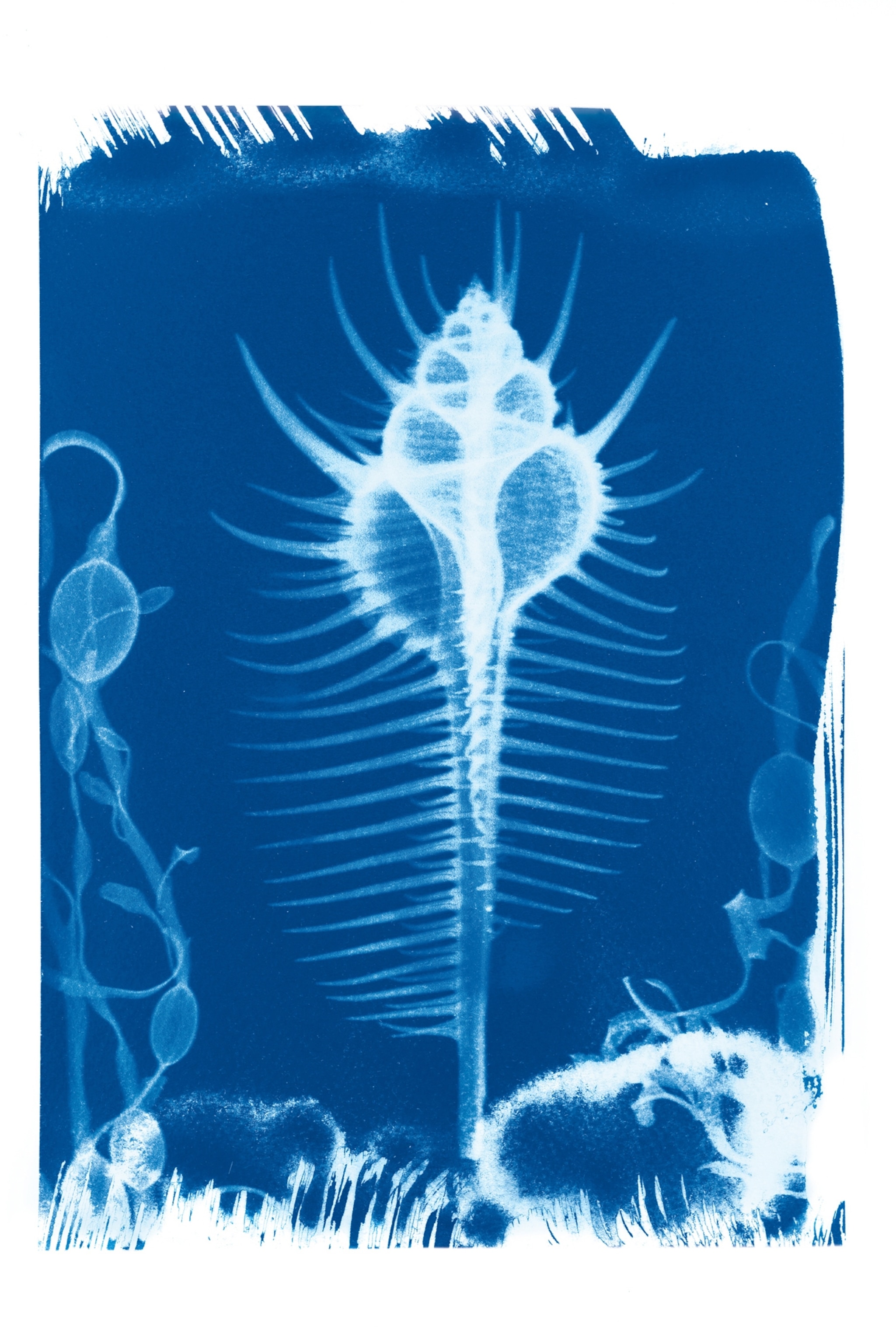 A bright blue cyanotype created from a seashell x-ray shows the inner and outer shape and curvatures of a seashell upon a roughly painted blue canvas.