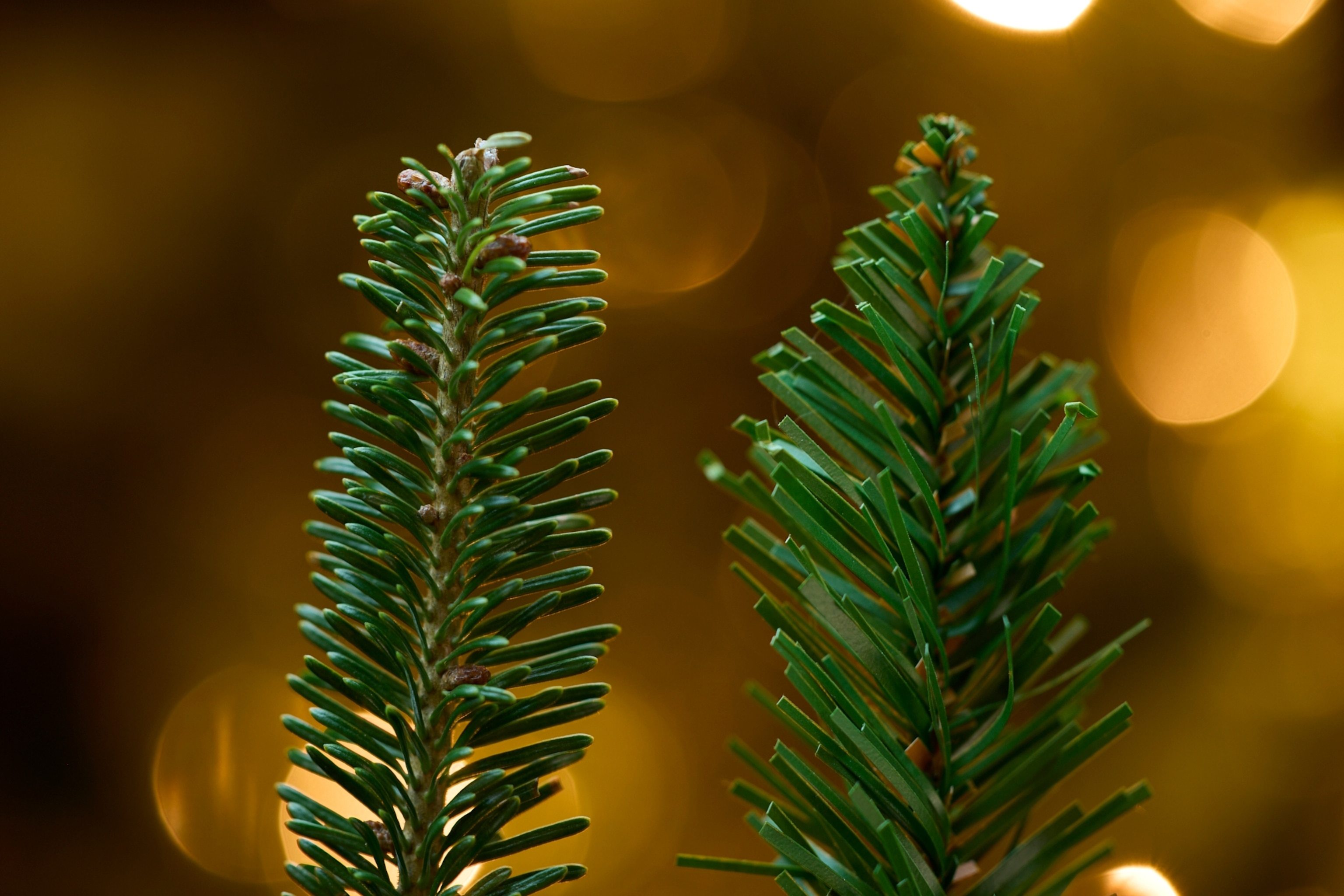 A close up of a real tree that has round points and a artificial tree that has blunt ends.
