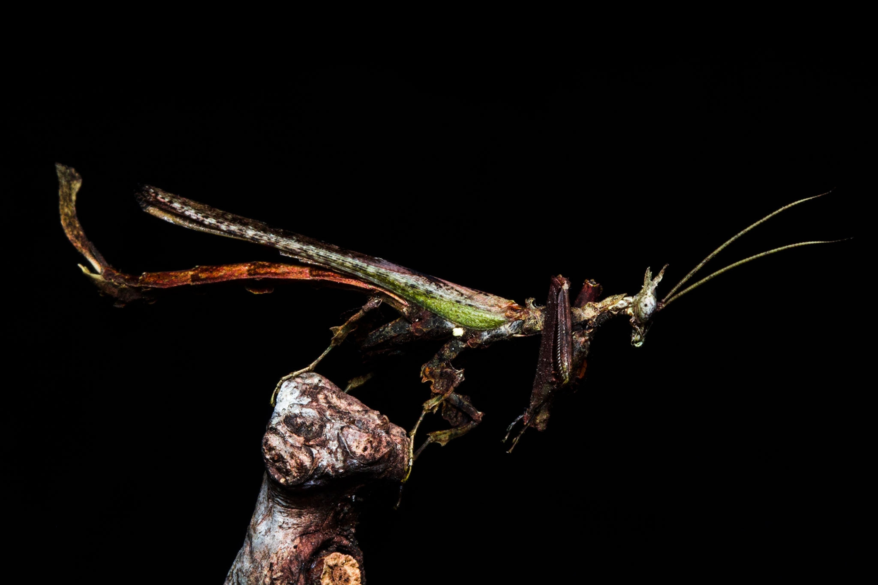 a Brazilian dragon mantis