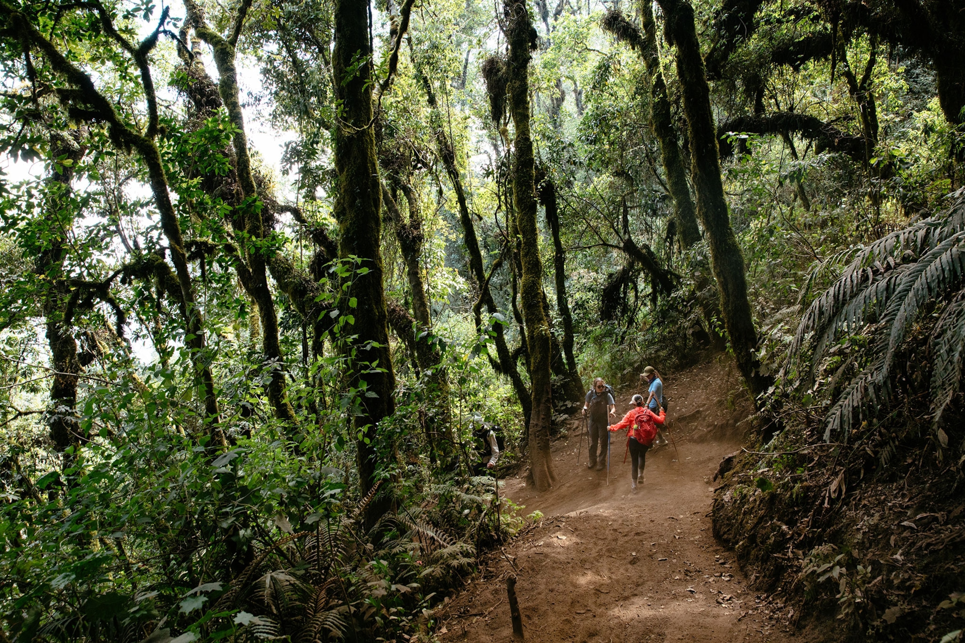 Hikers on the forested path up Acatenango