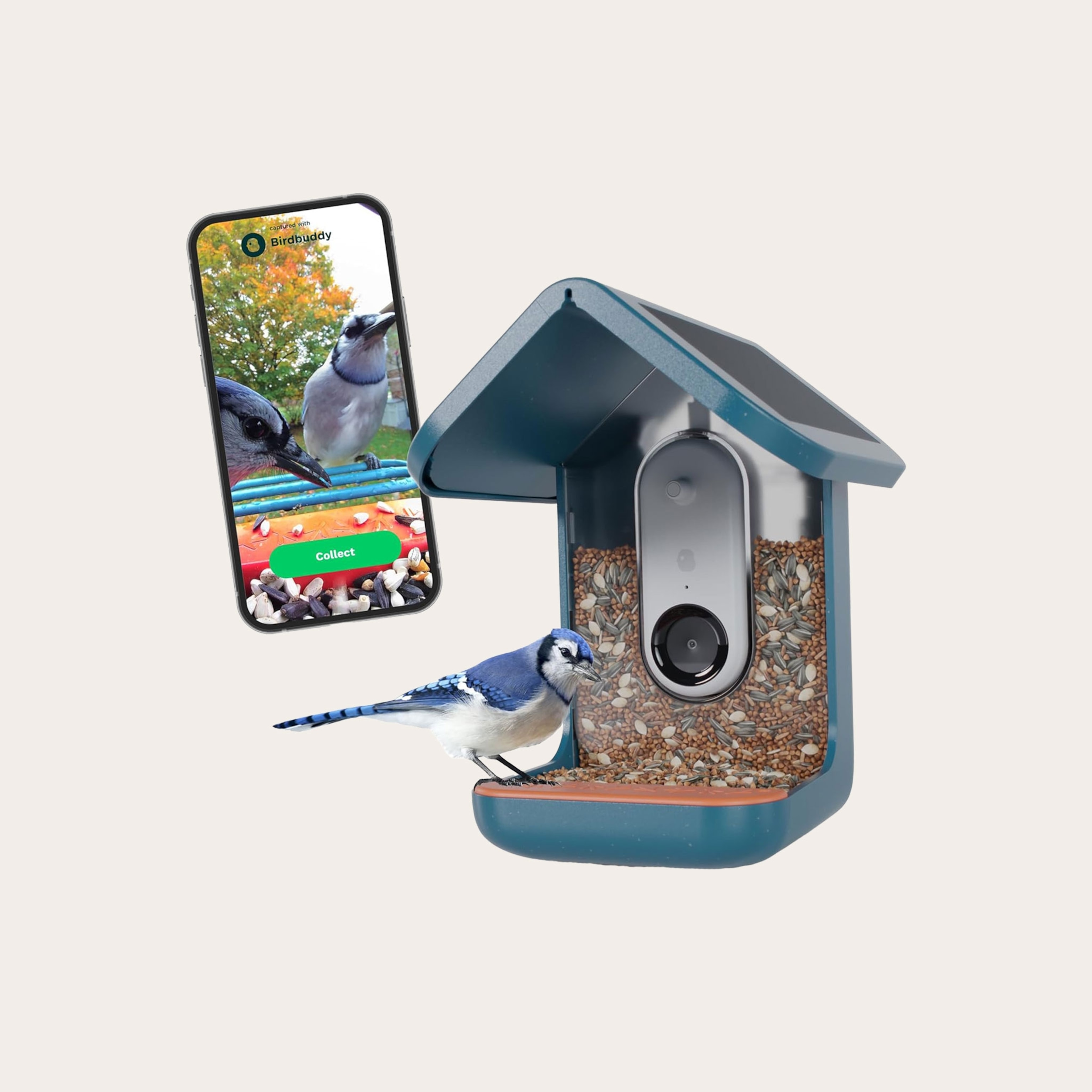 Blue bird sits on a blue birdhouse bird feeder with built in camera. A phone shows the view of the camera.