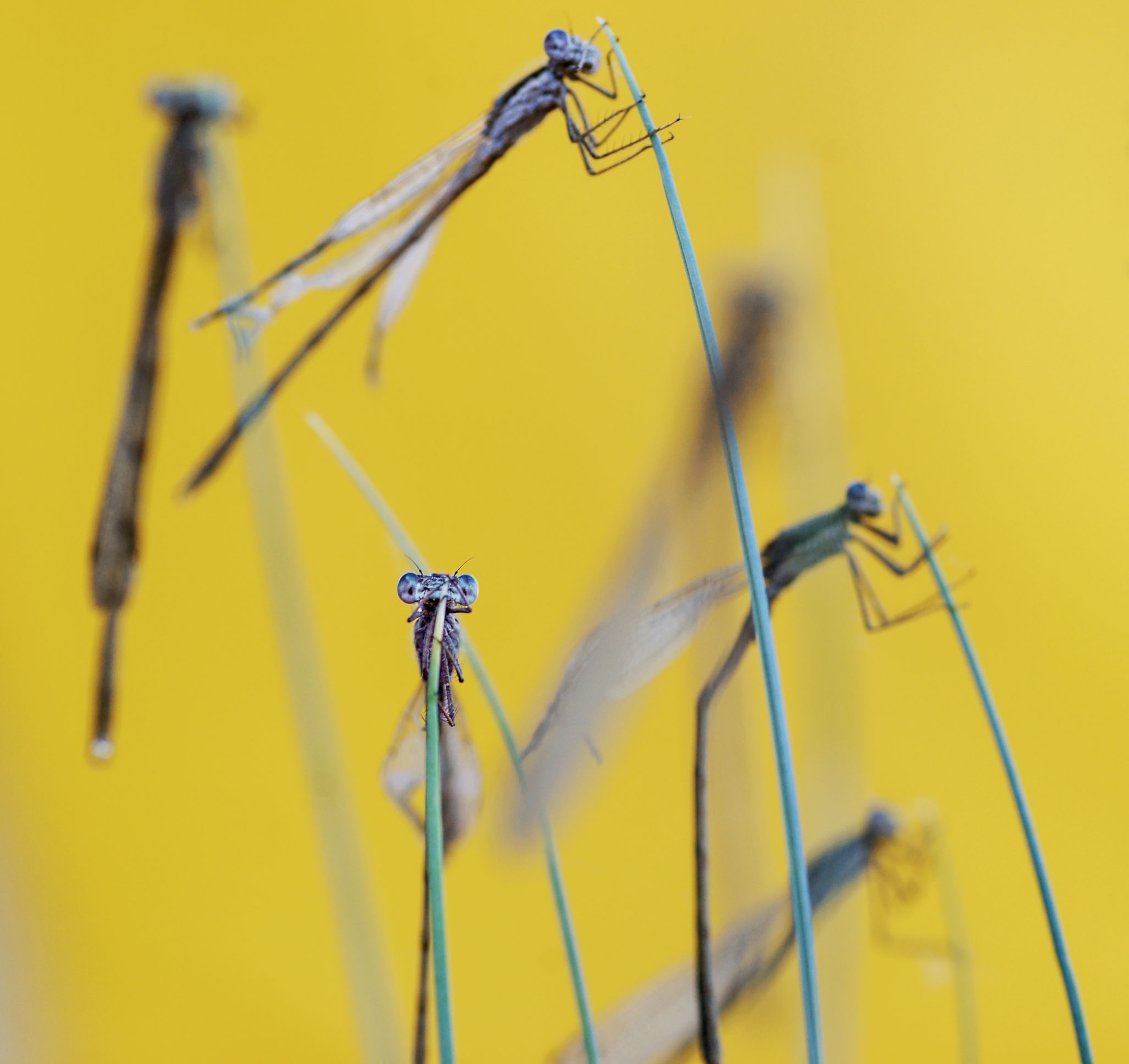 insects holding on grass blades on lemon-yellow background