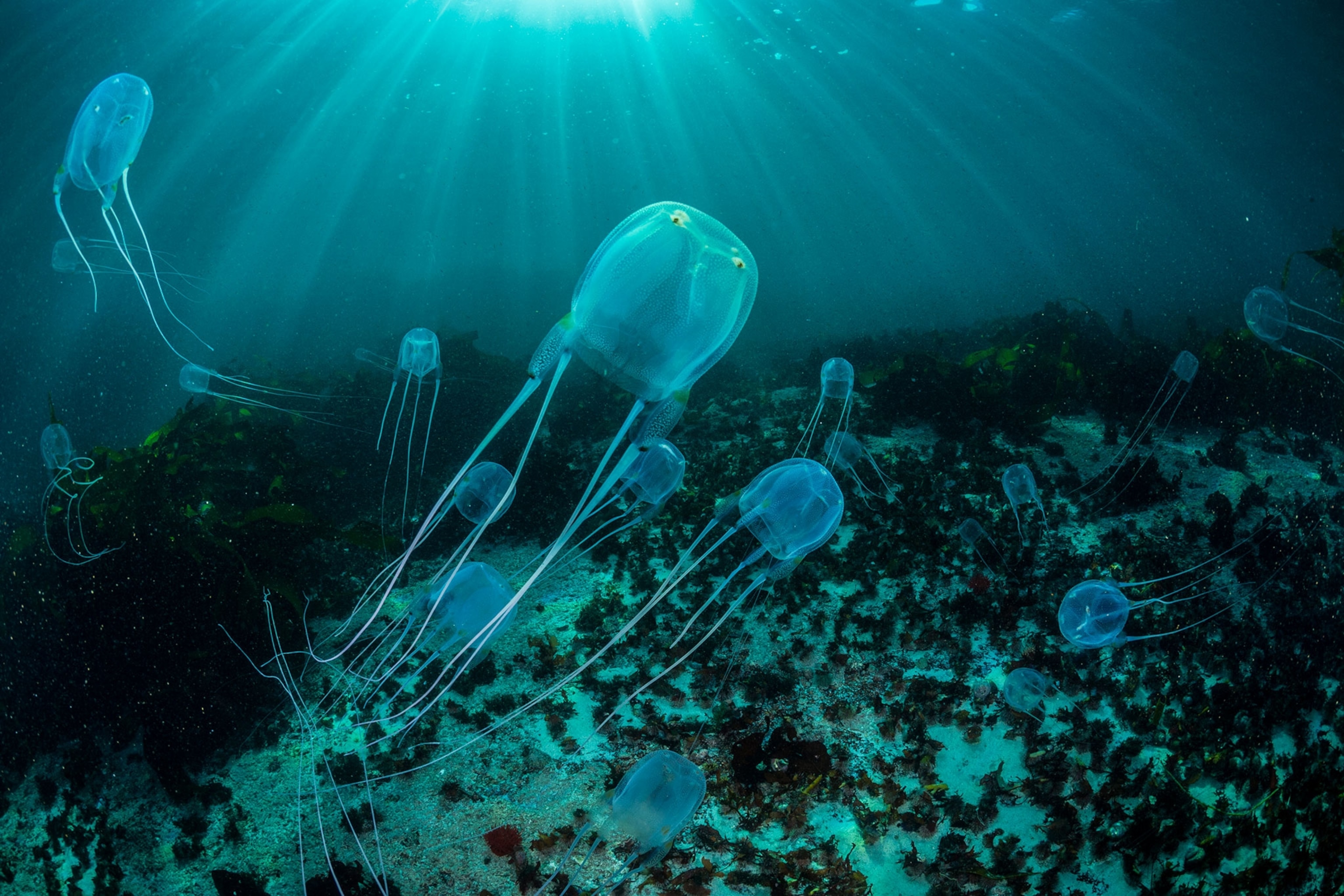 box jellyfish in the shallow inshore waters of Table Mountain