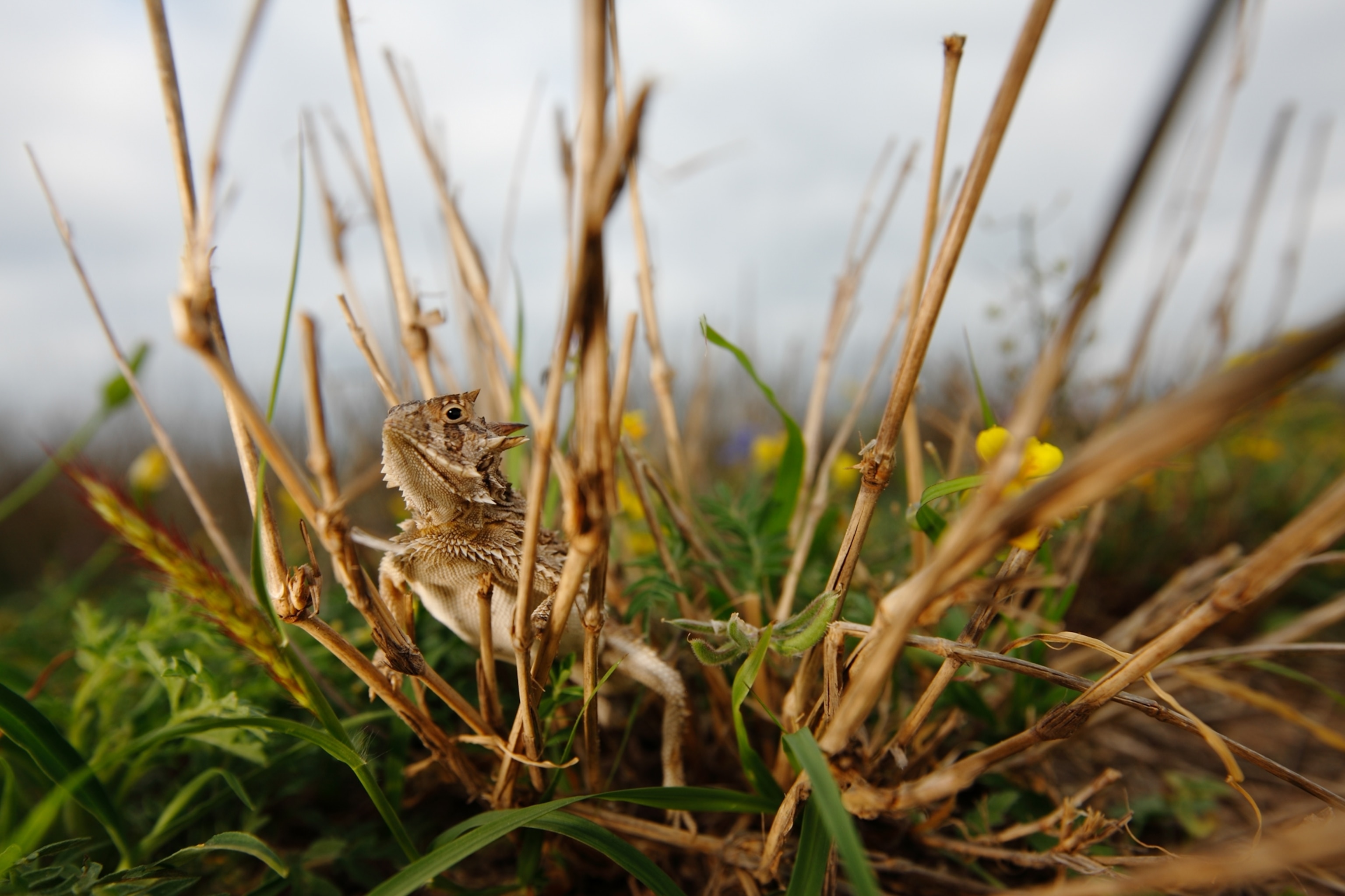 A Texas Horned Lizard in grass, photographed at ground level.