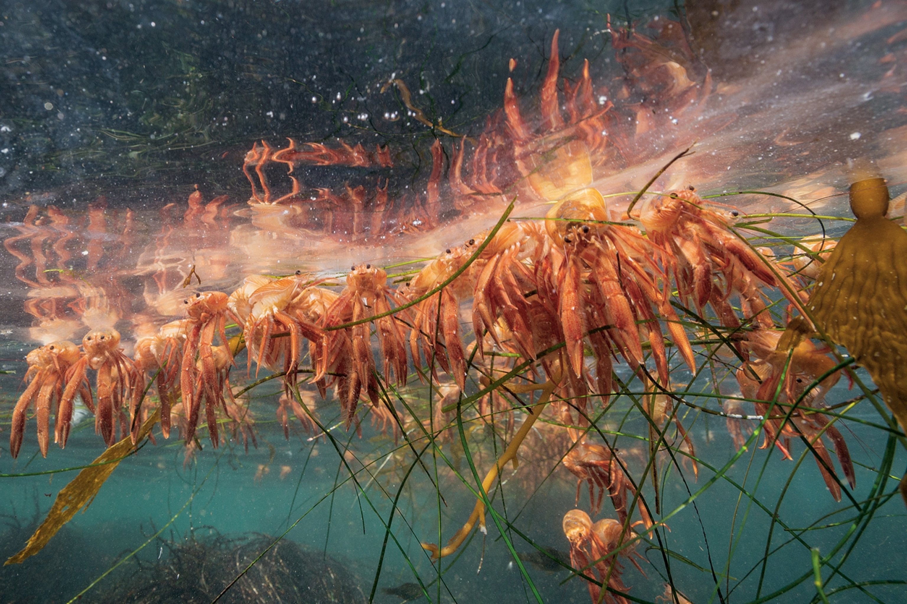 dead pelagic red crabs, also known as tuna crabs, near Monterey Bay