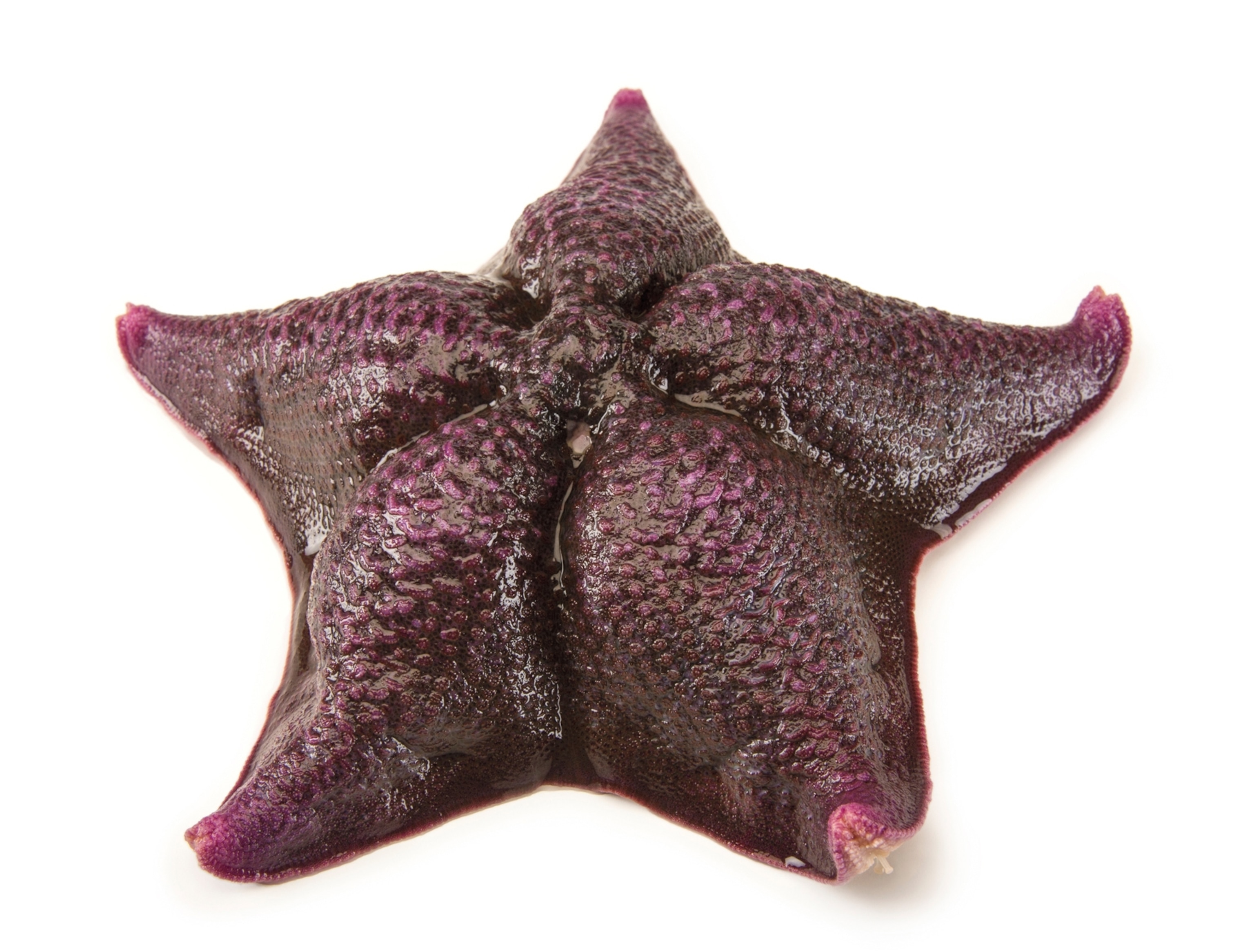 A purple and plump sea star is seen on a white background.