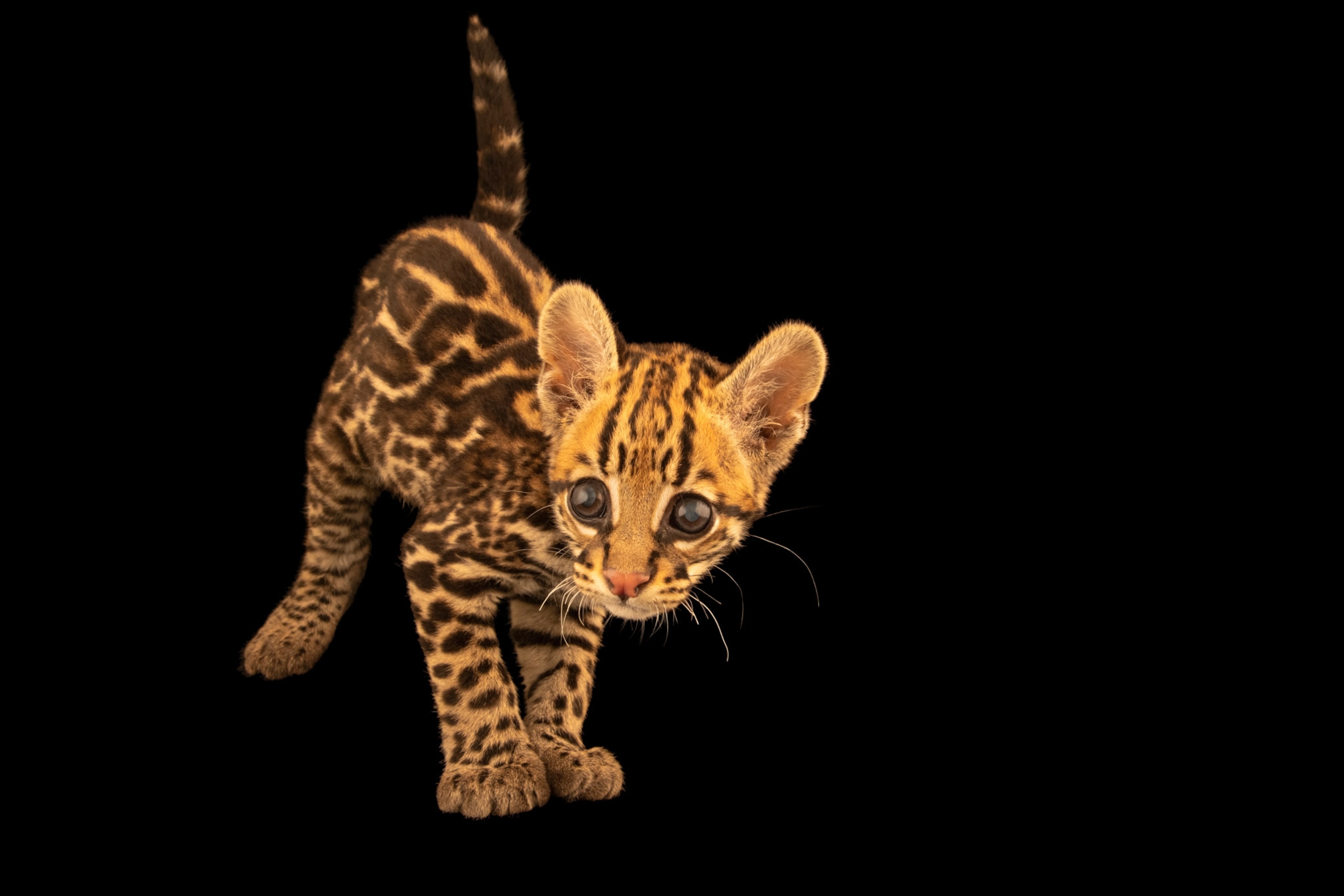 An ocelot, Leopardus pardalis pardalis, at the Toucan Rescue Ranch.