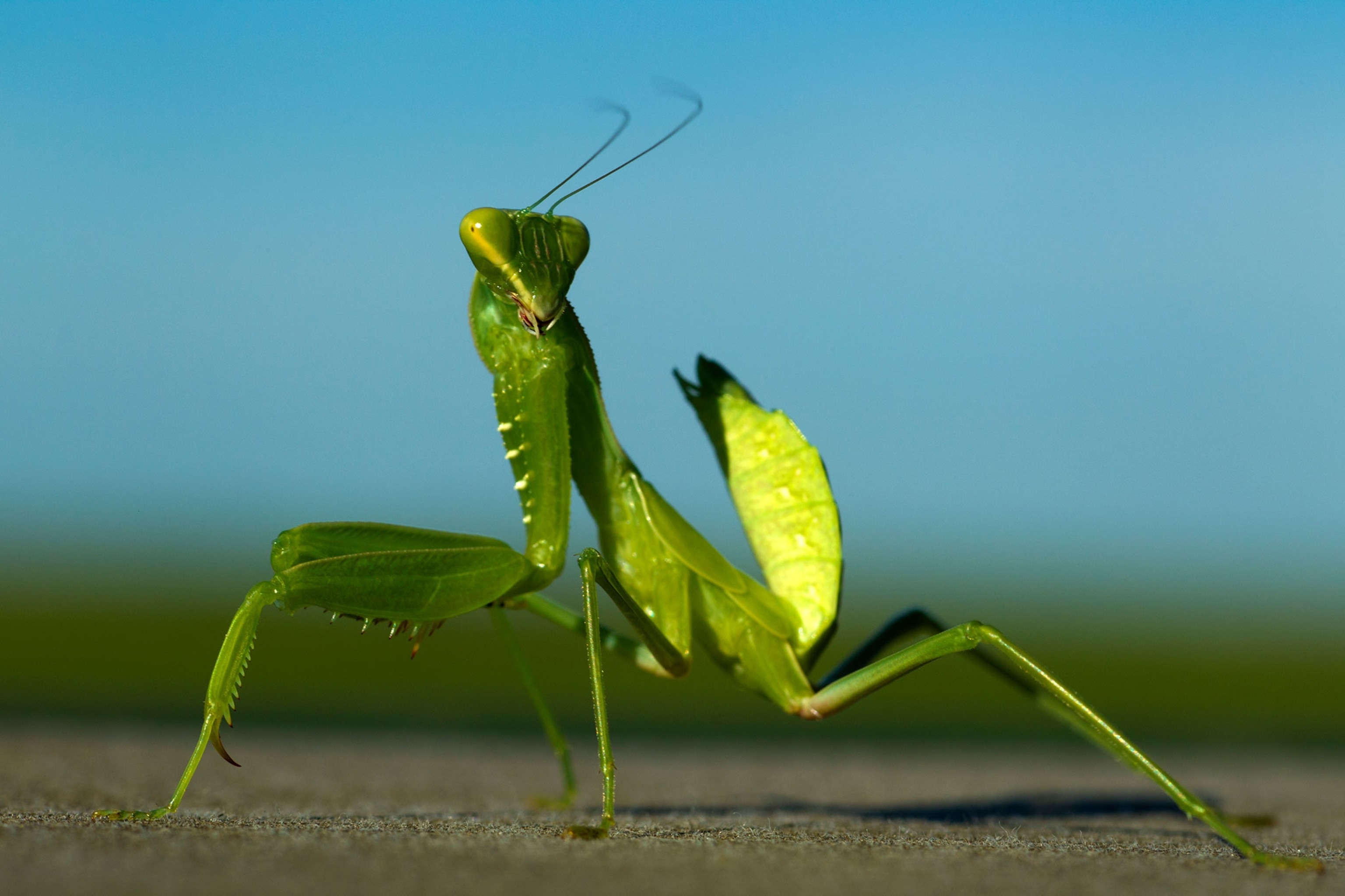 a praying mantis
