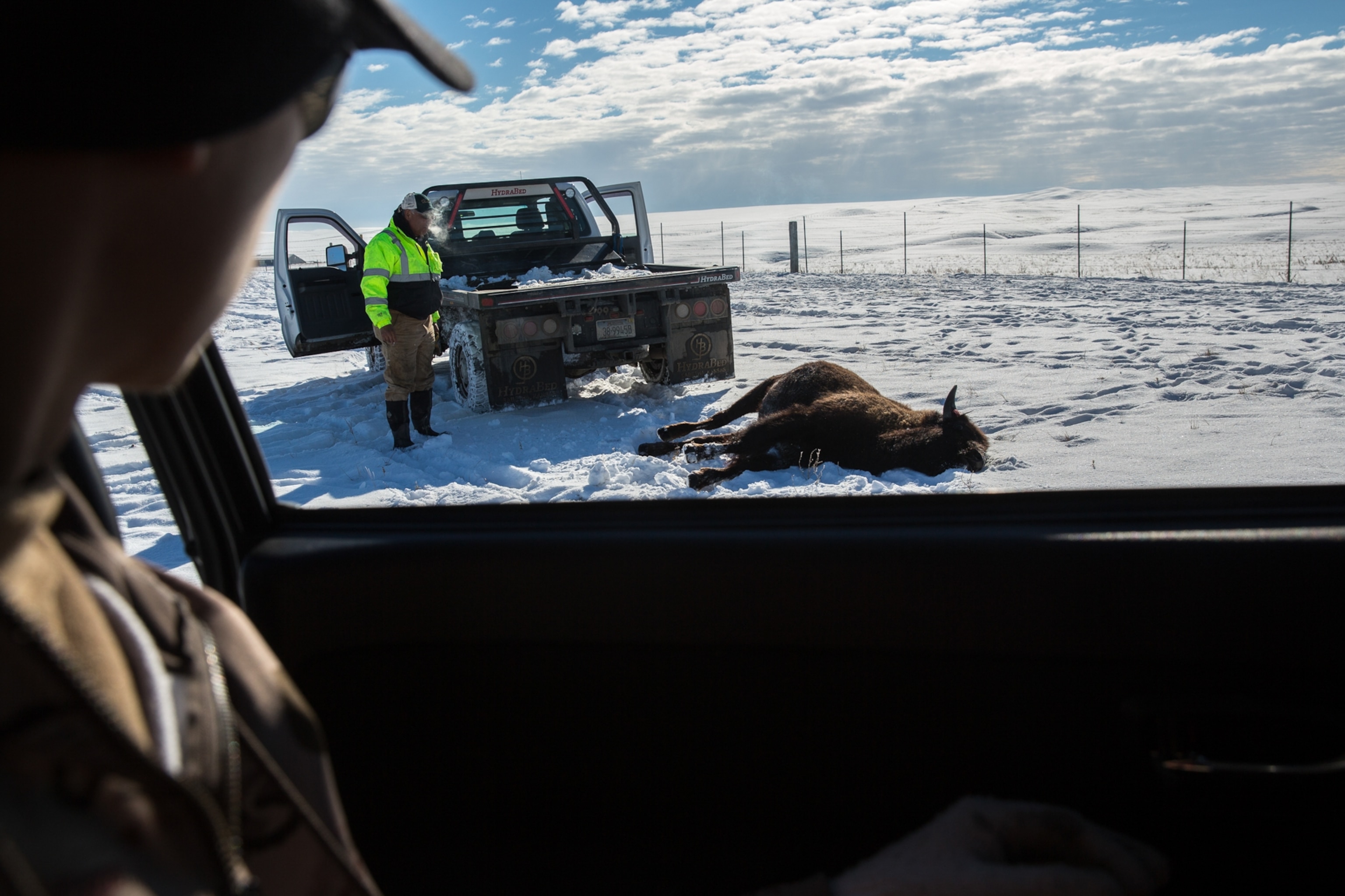 a bison on the ground being harvested on the Blackfeet Reservation