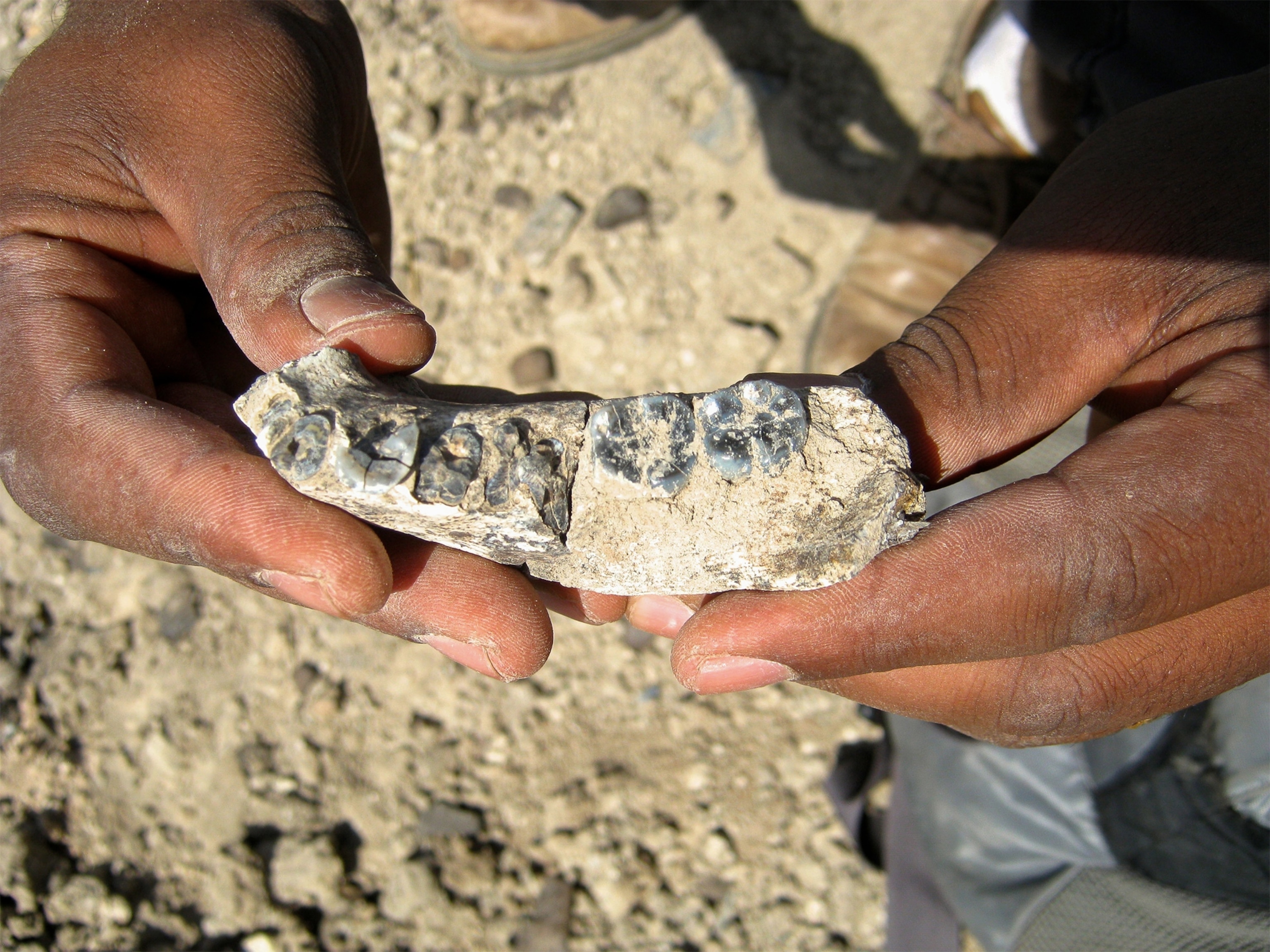 the mandible of the oldest Homo fossil found in Ethiopia
