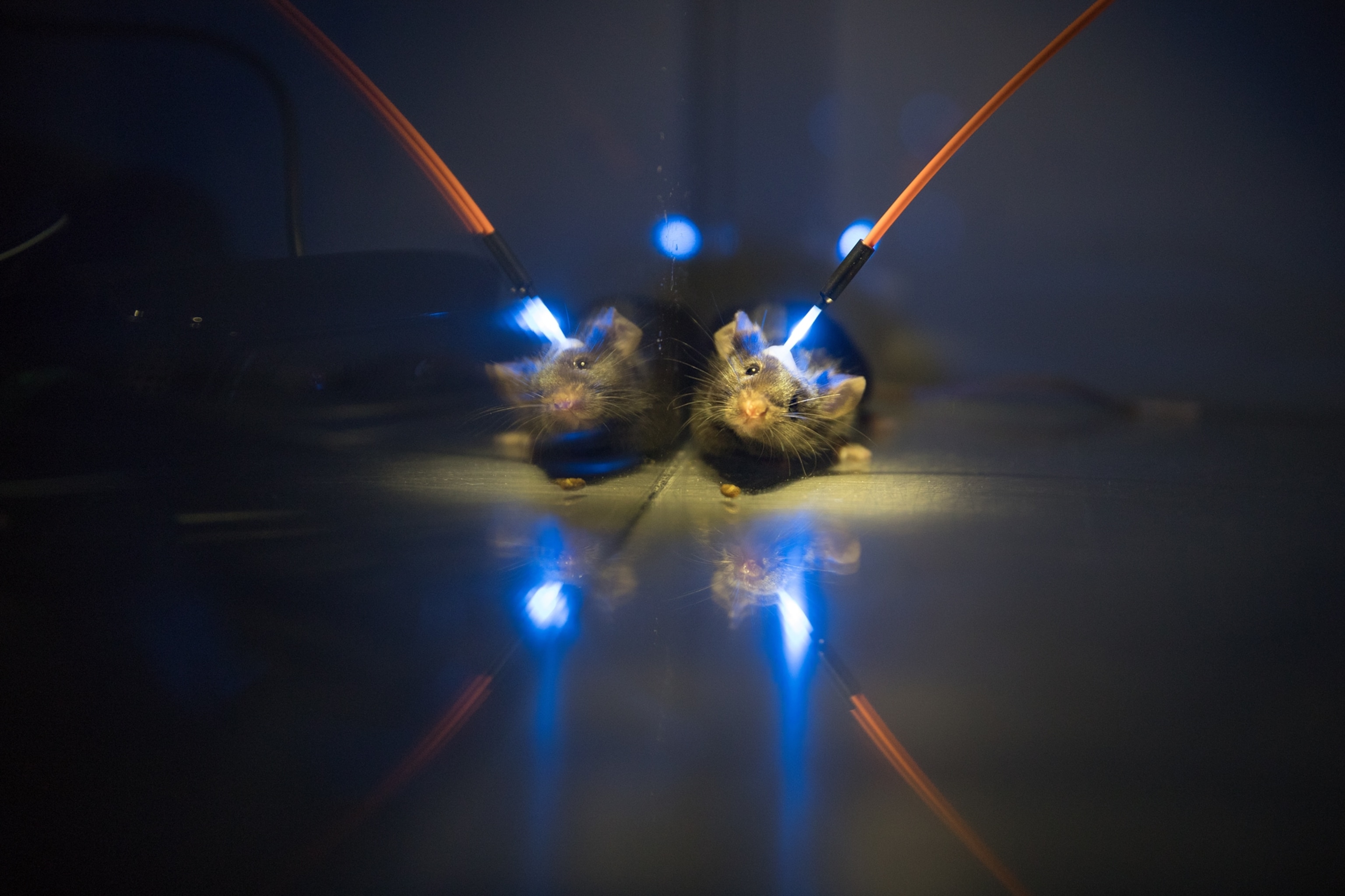 a mouse with a wire emitting blue light in it's head