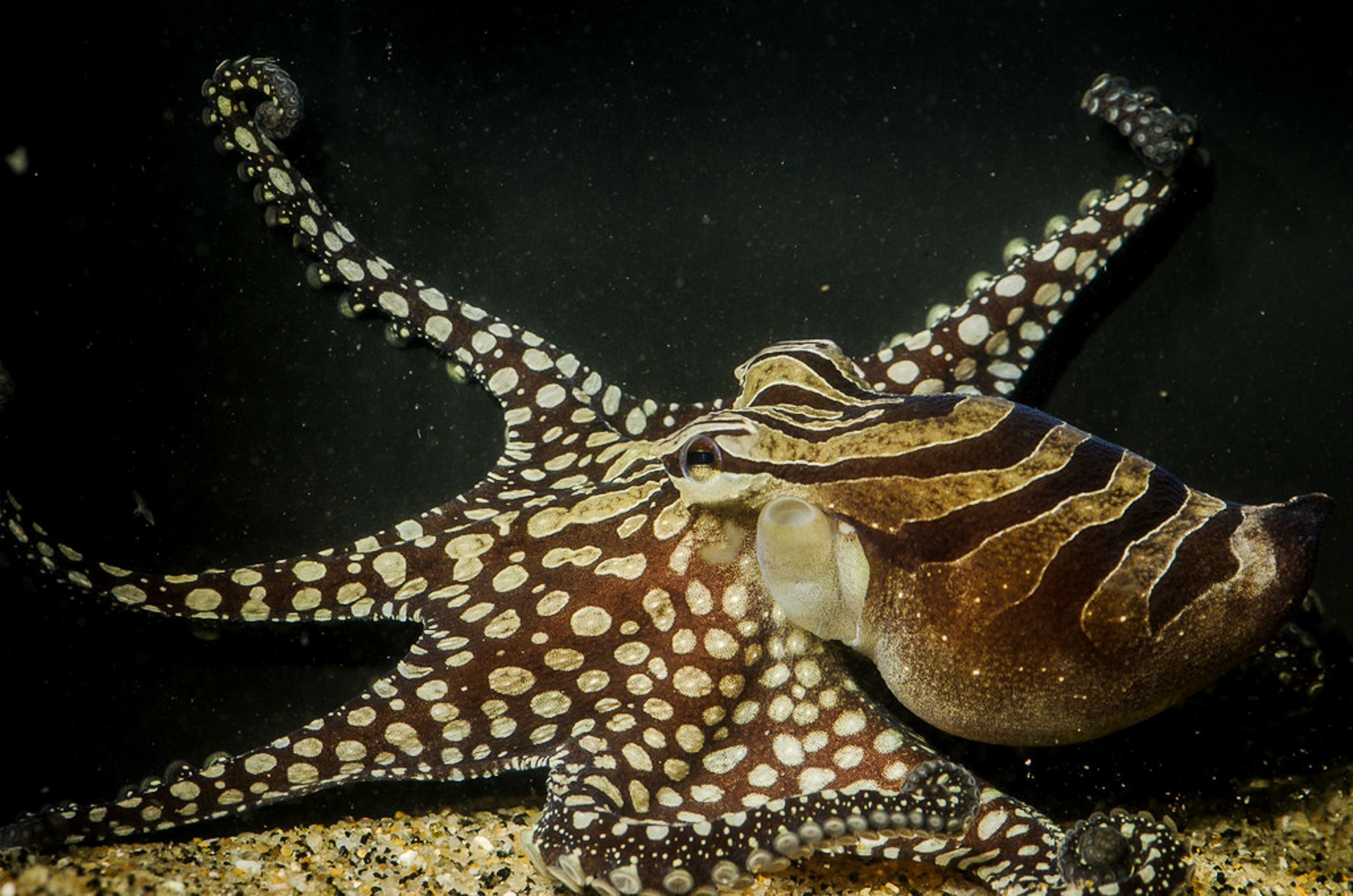 larger Pacific striped octopus.