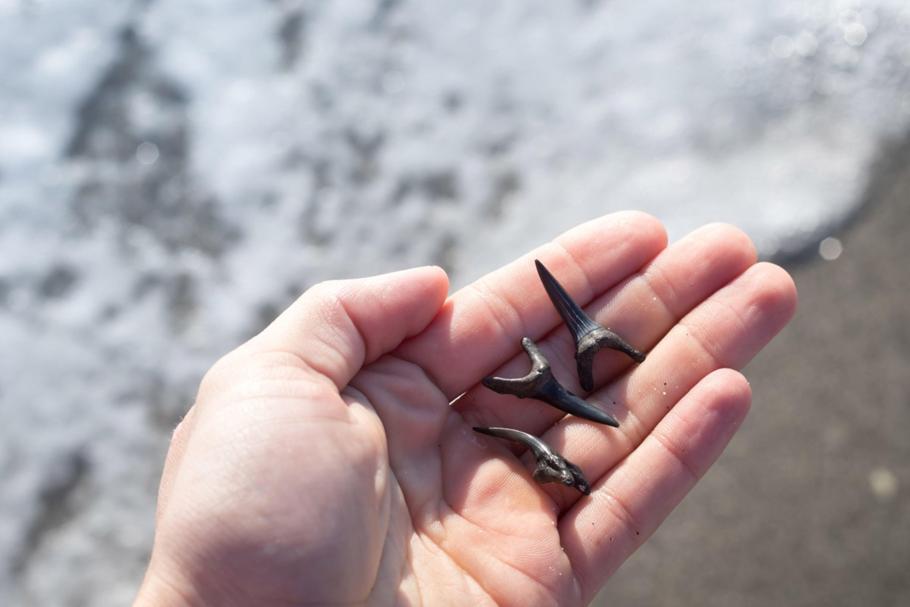 Hand holding shark teeth with ocean in background at Venice Beach in Venice, Florida.