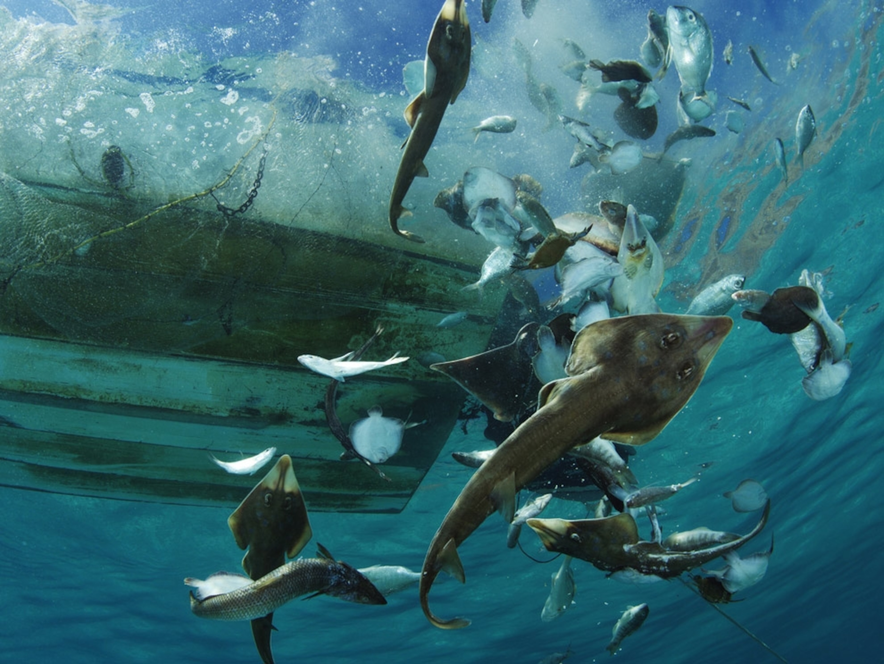 Bycatch in the Gulf of California