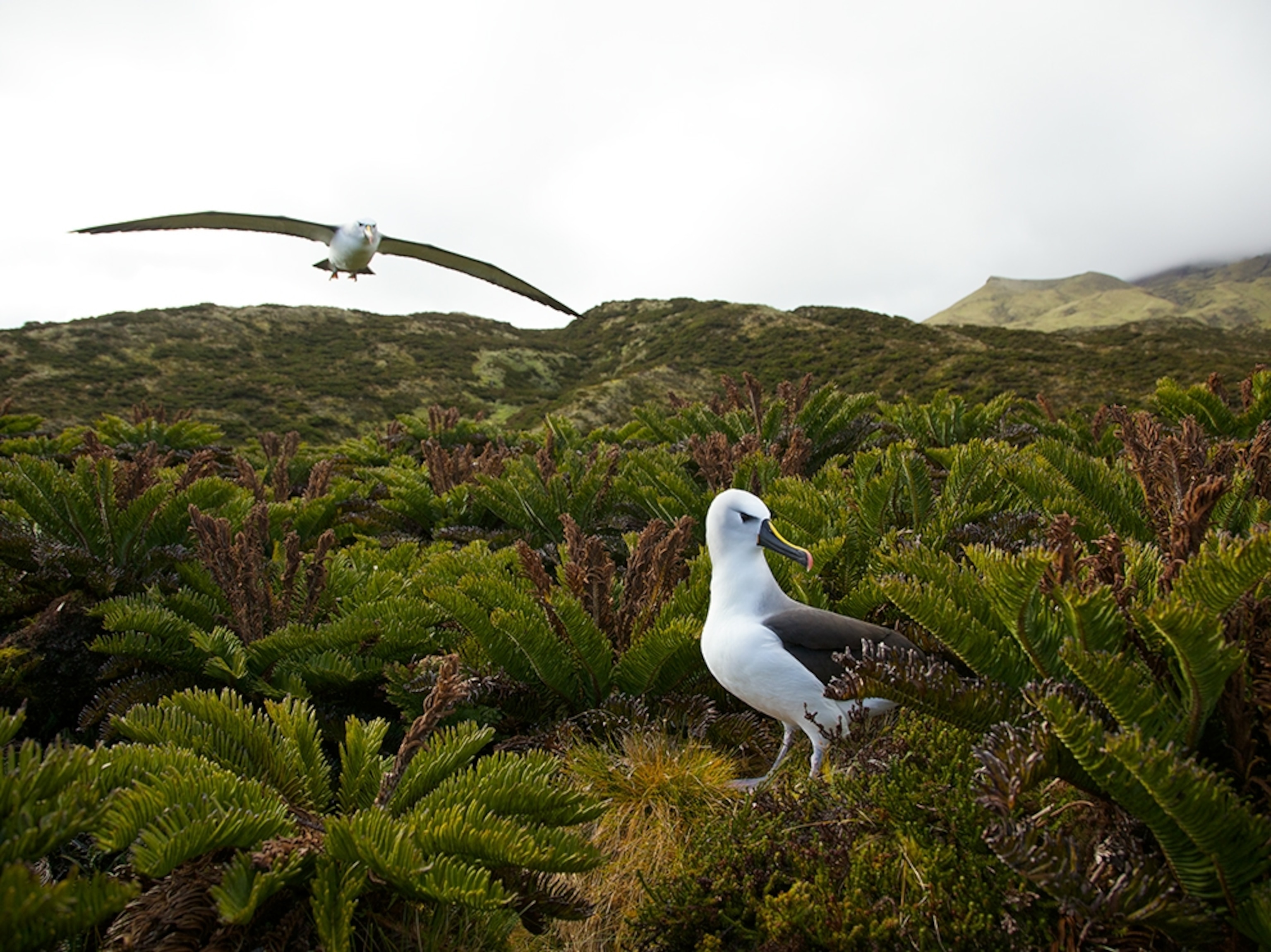 albatross