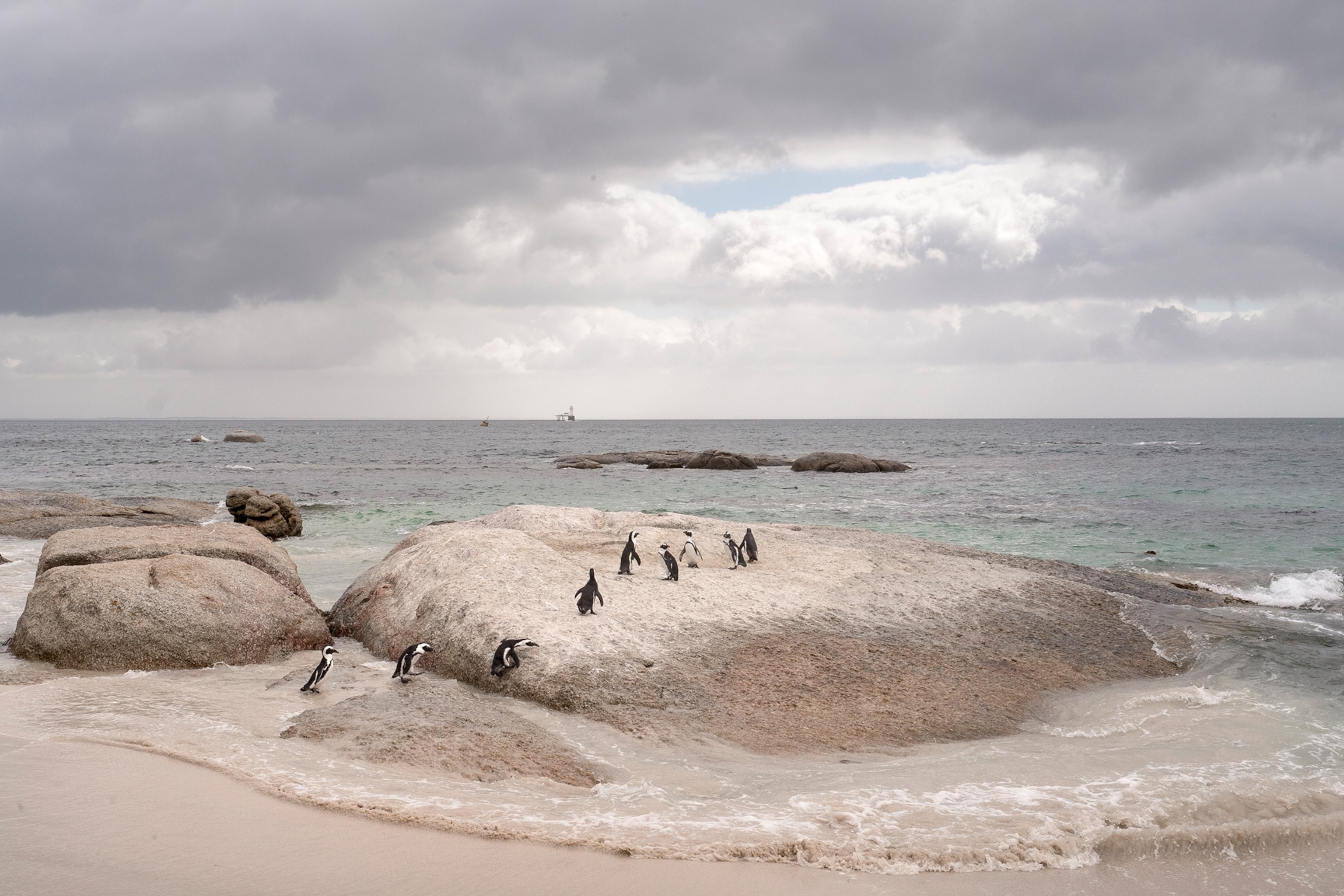 Picture of a group of African penguin is moulting on the rocks of the restricted area of Seaforth Beach in Simon's Town
