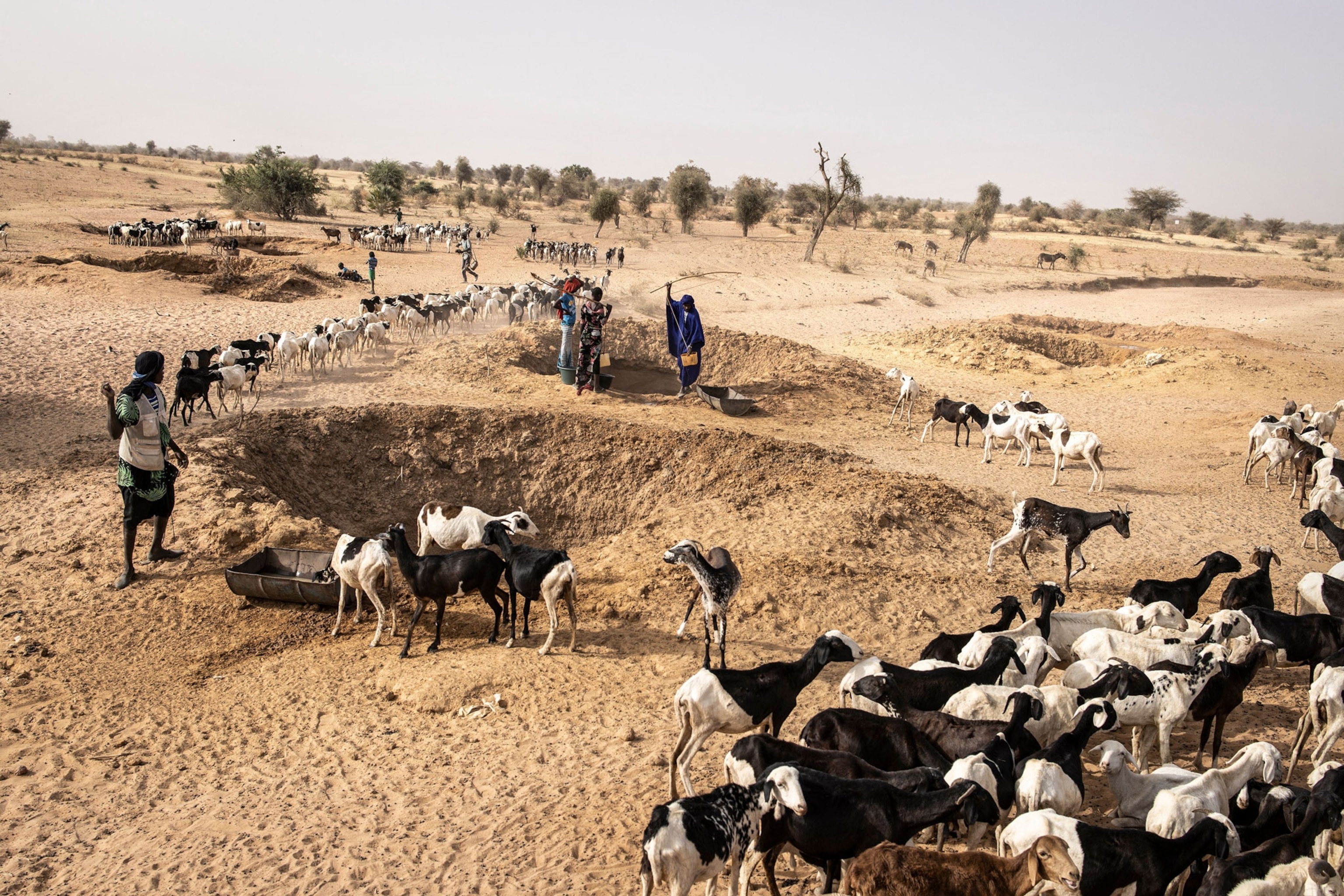 Fulani Pastoralists are seen with the livestock around makeshift water wells, dug into a dried up river bed