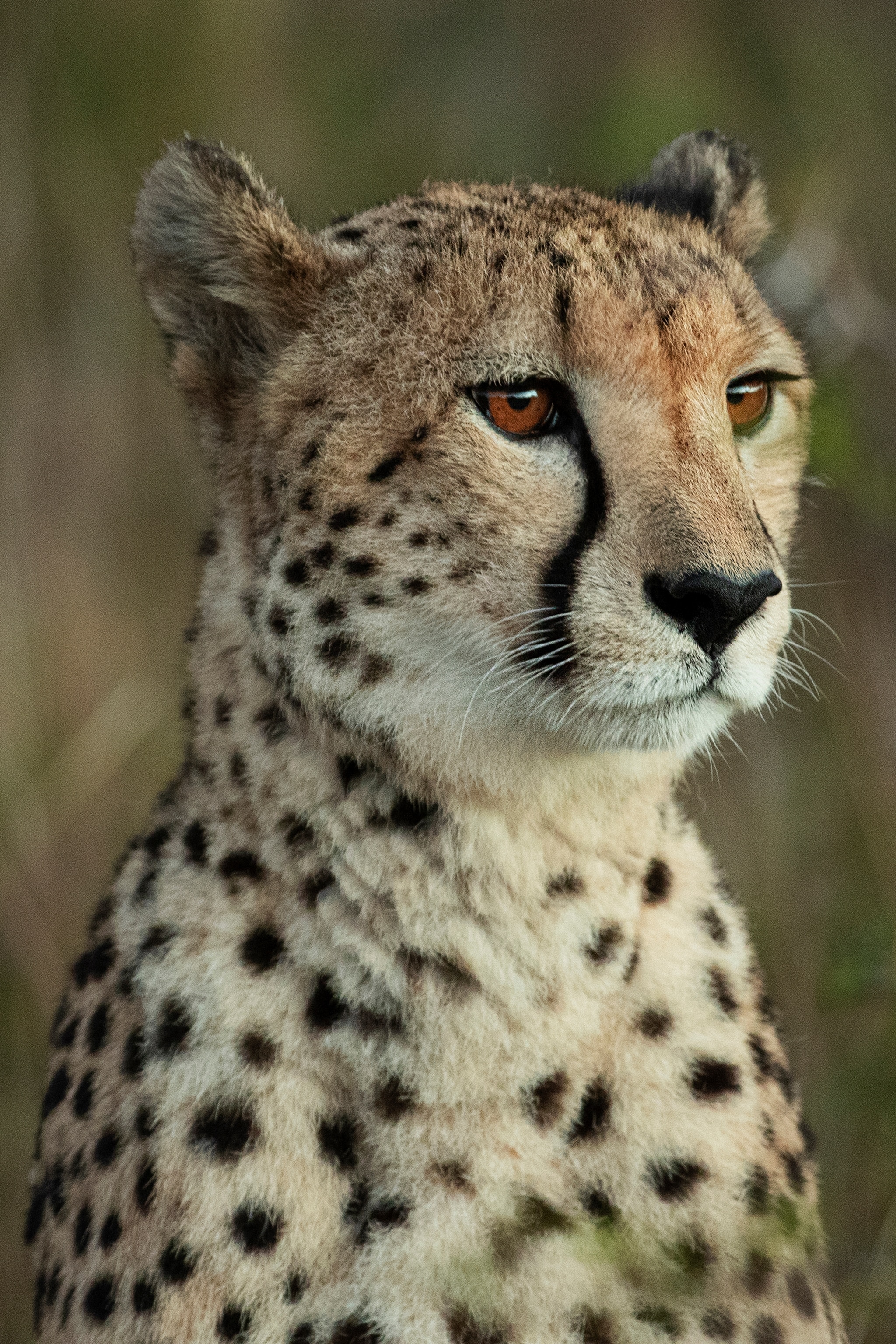 Cheetah South Africa
