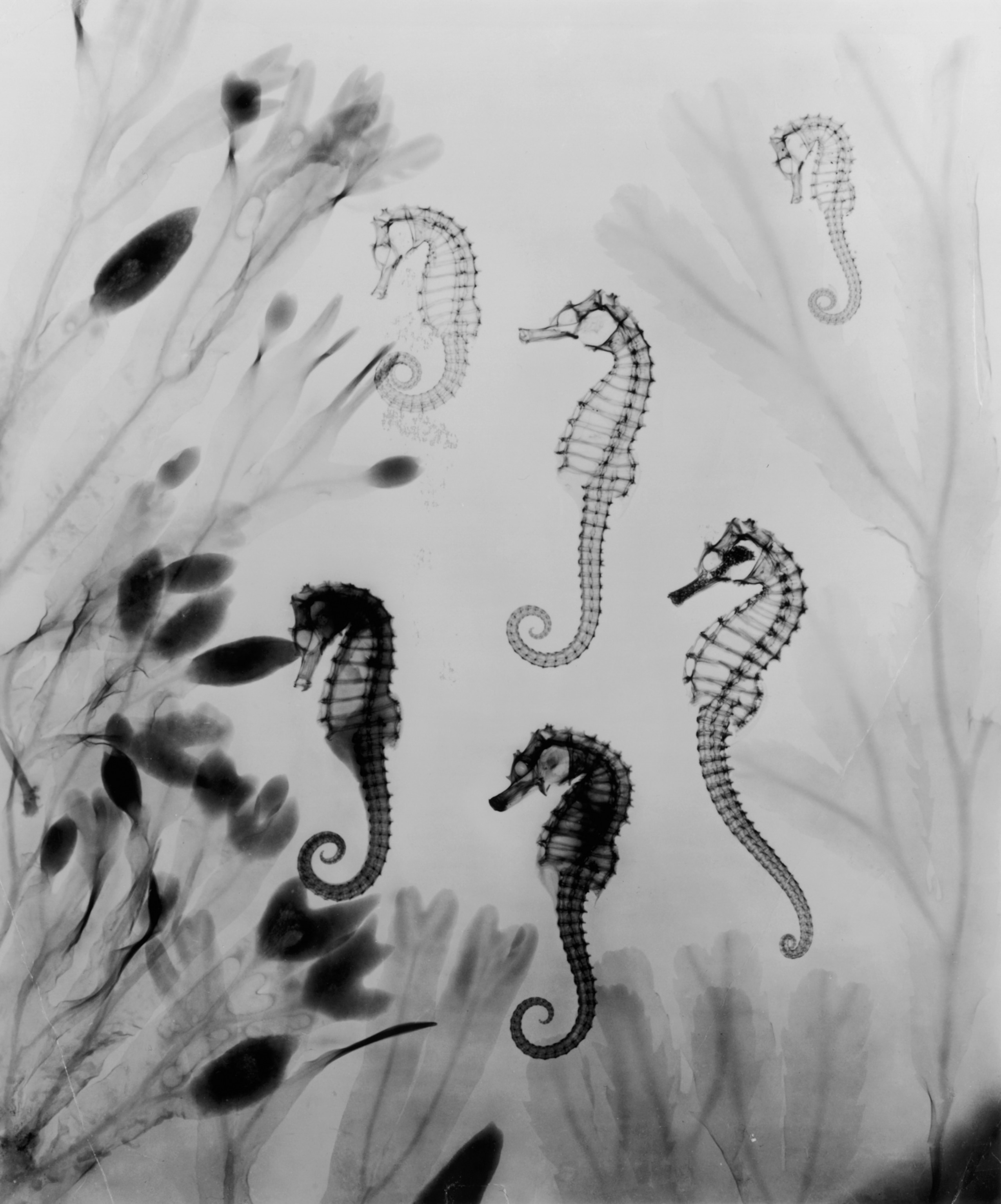Picture of an x-ray of many sea horses against a white background
