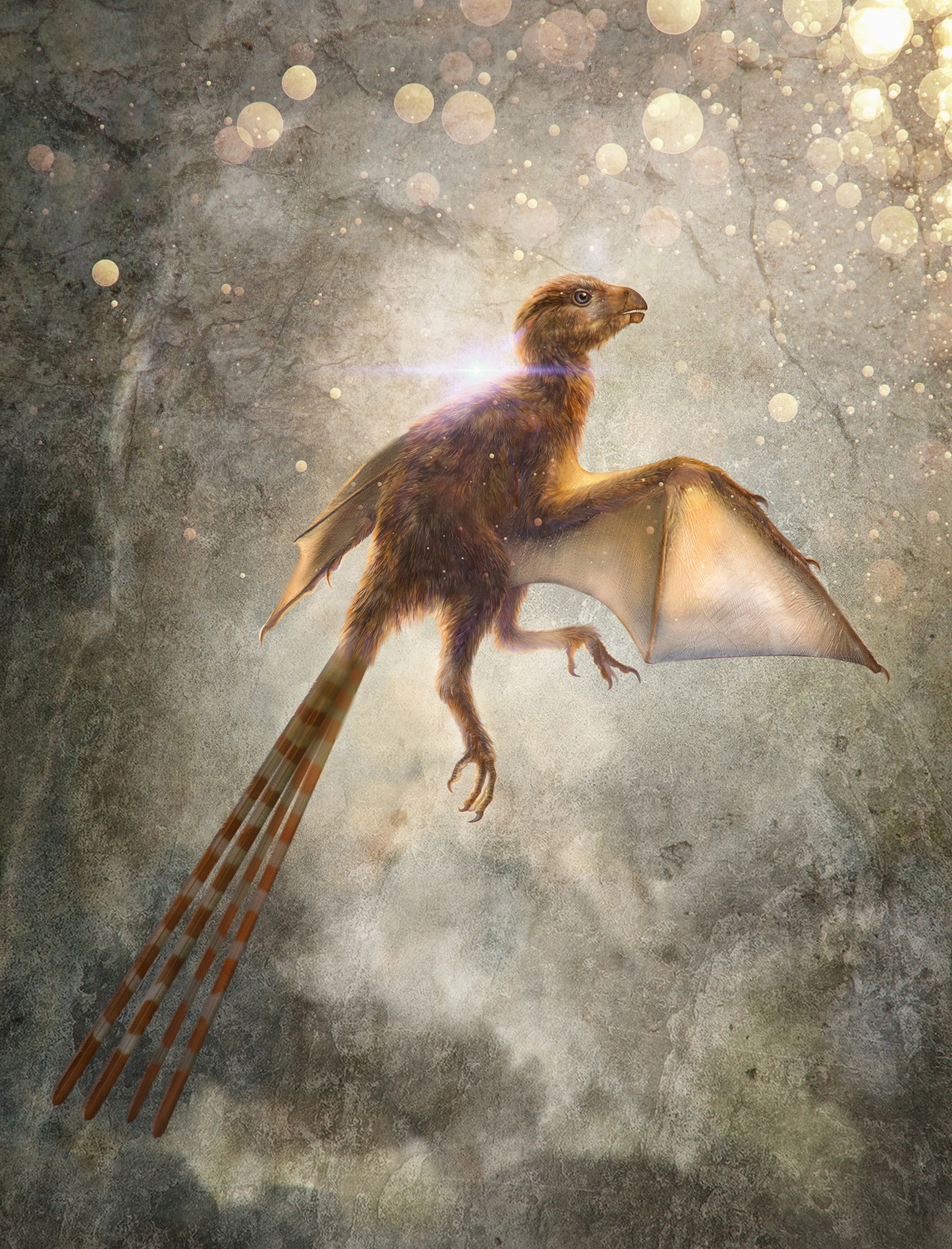 an Ambopteryx longibrachium.