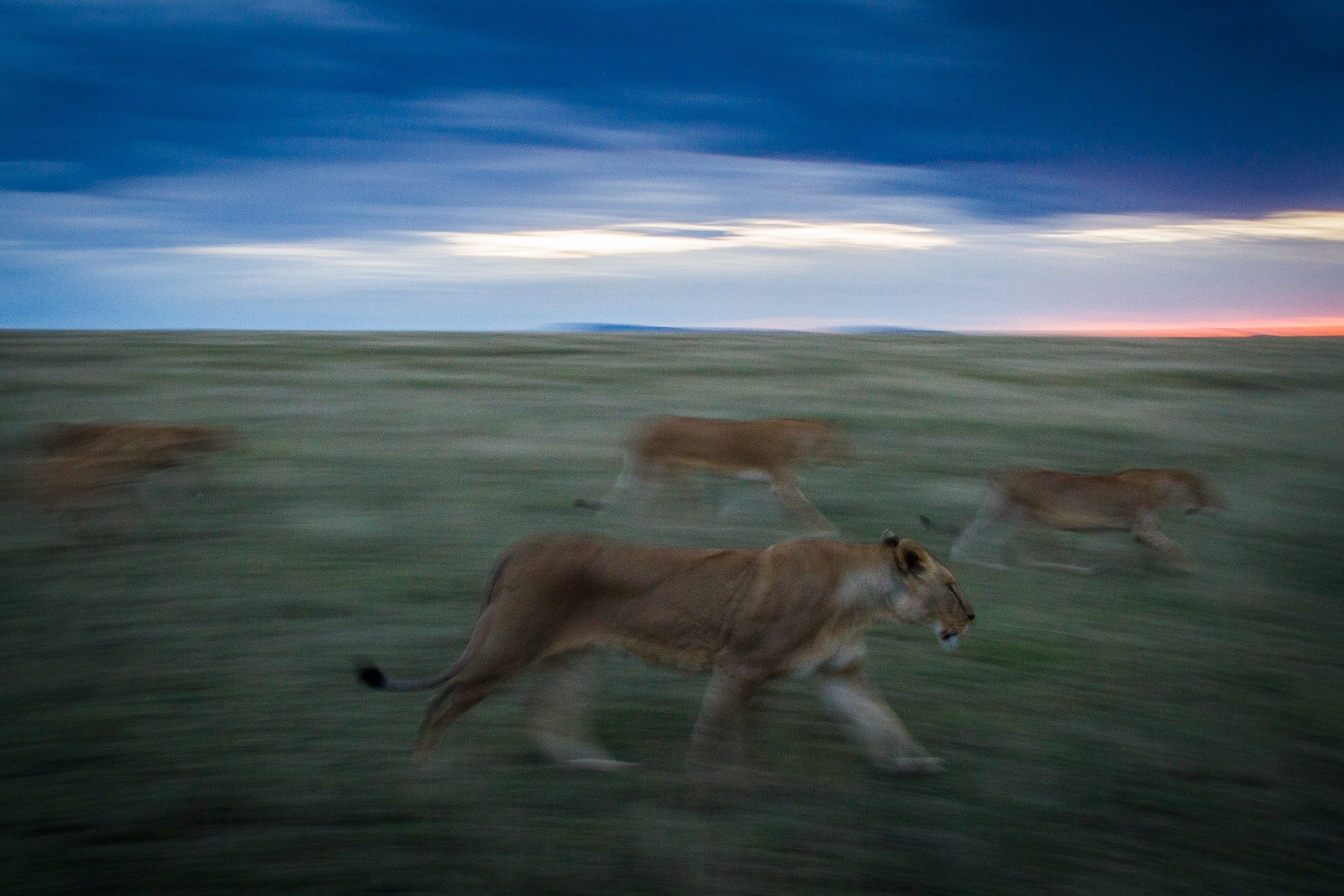 lions walking at dusk in Tanzania