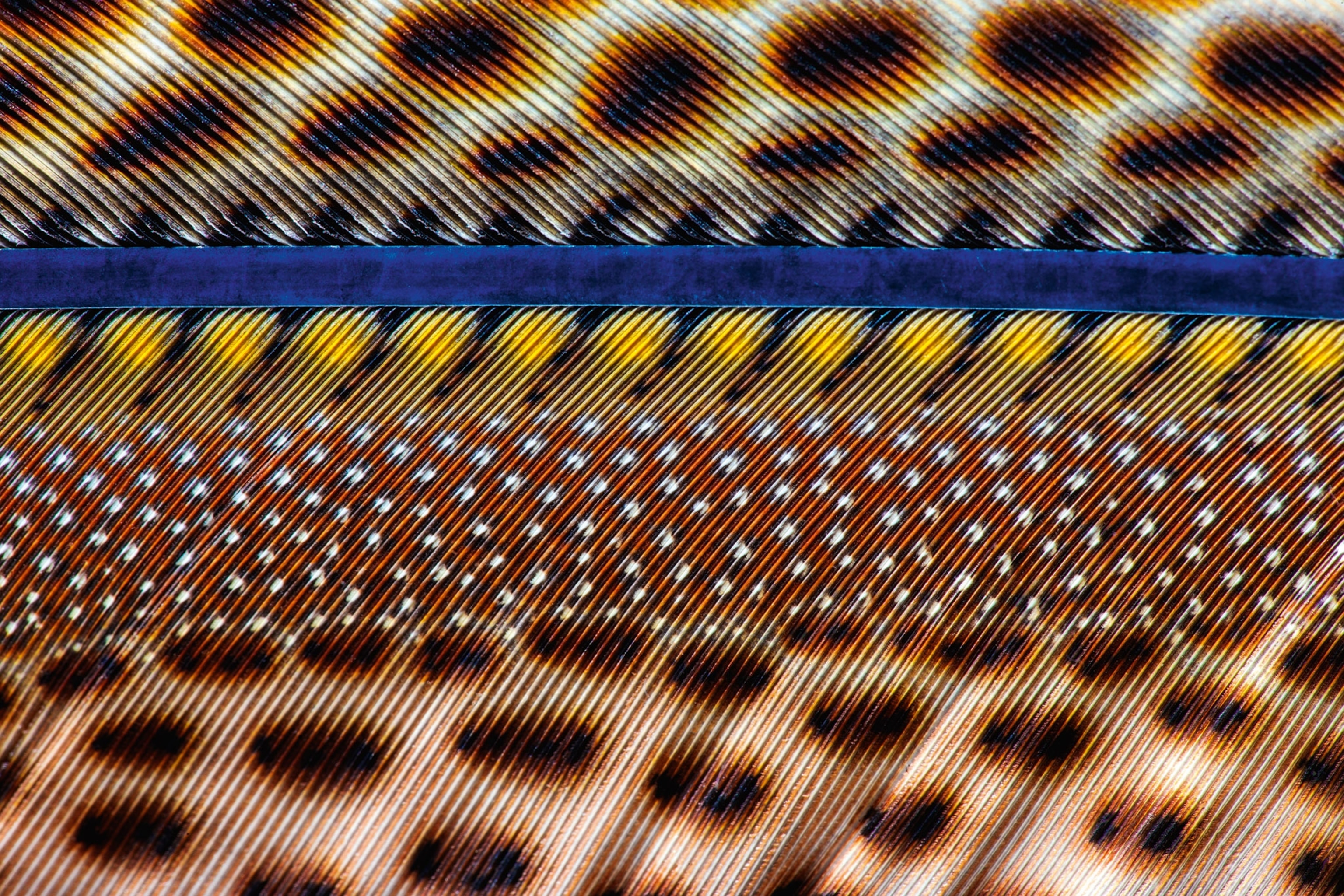 color patterns on the feathers of a male greater argus pheasant