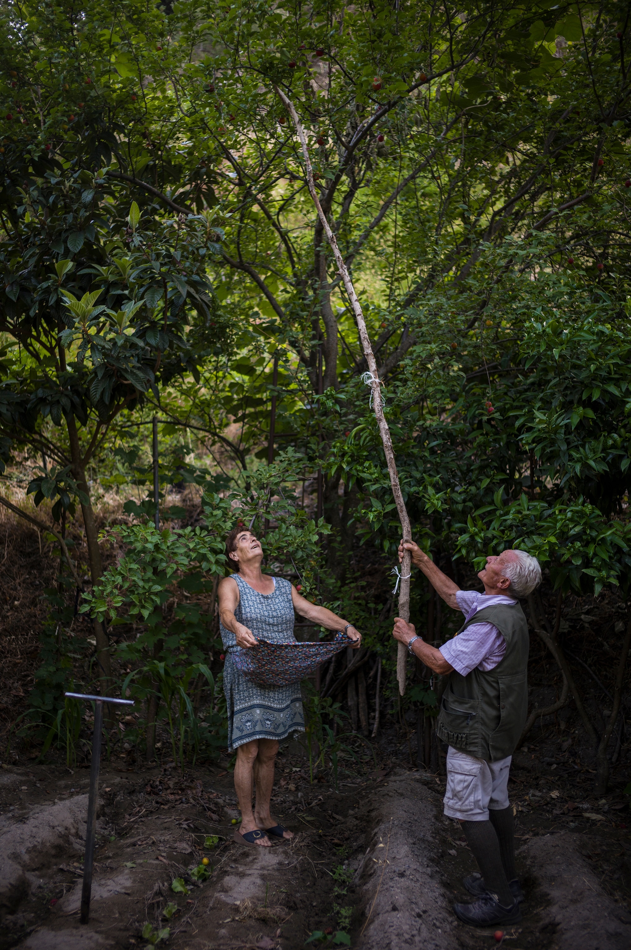 Couple picking apples