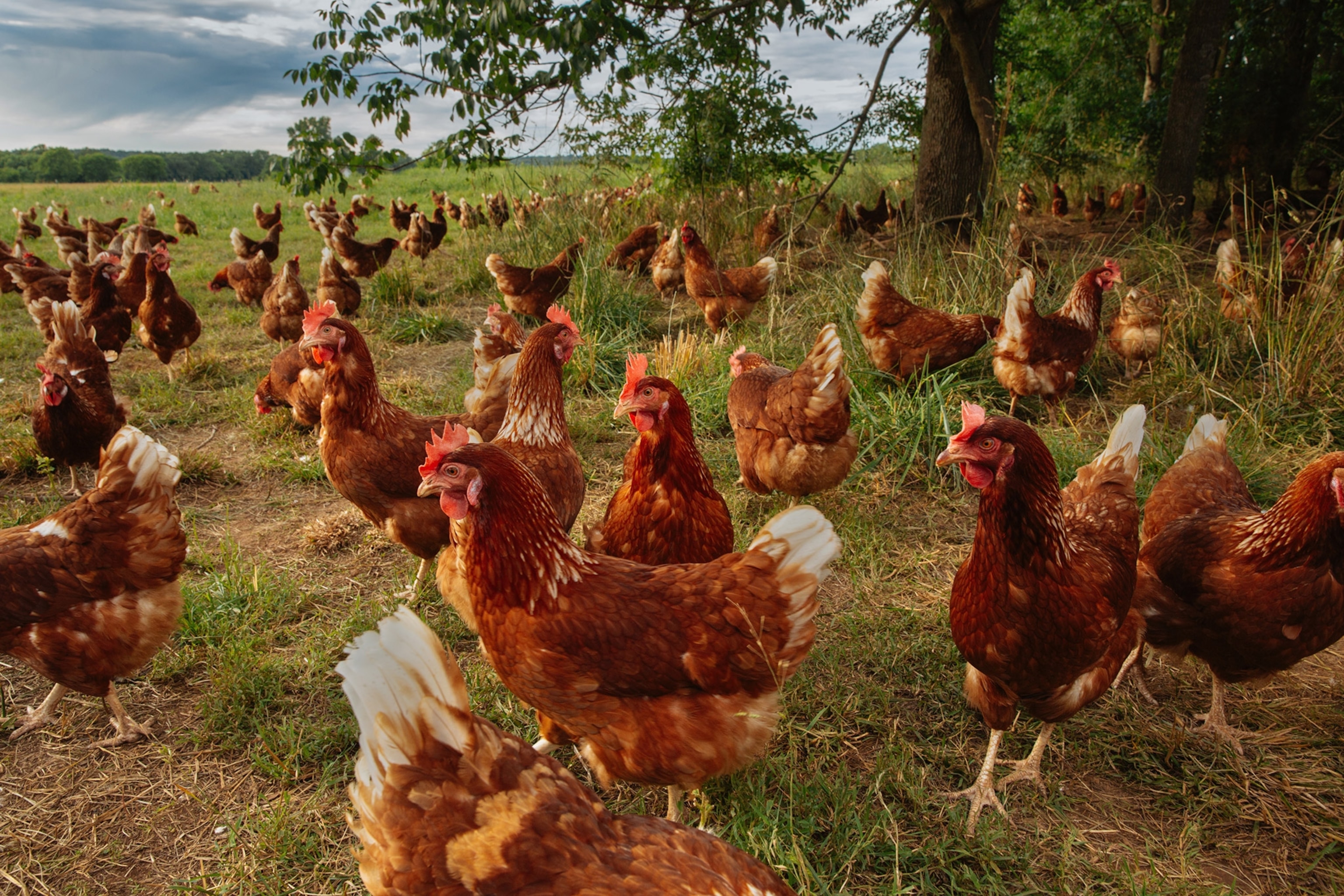 Hens on a farm venture further from the coop because and into the shade of the forest