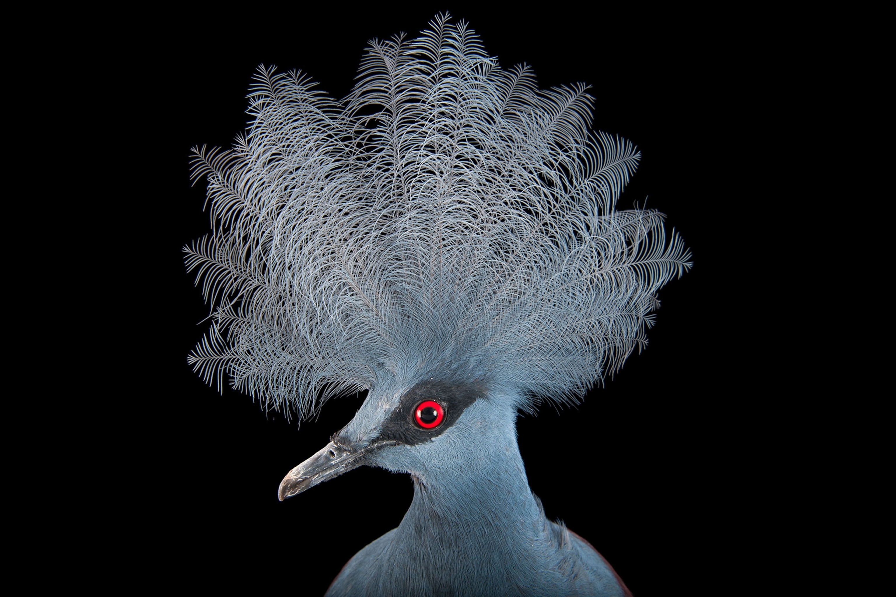 a blue crowned pigeon