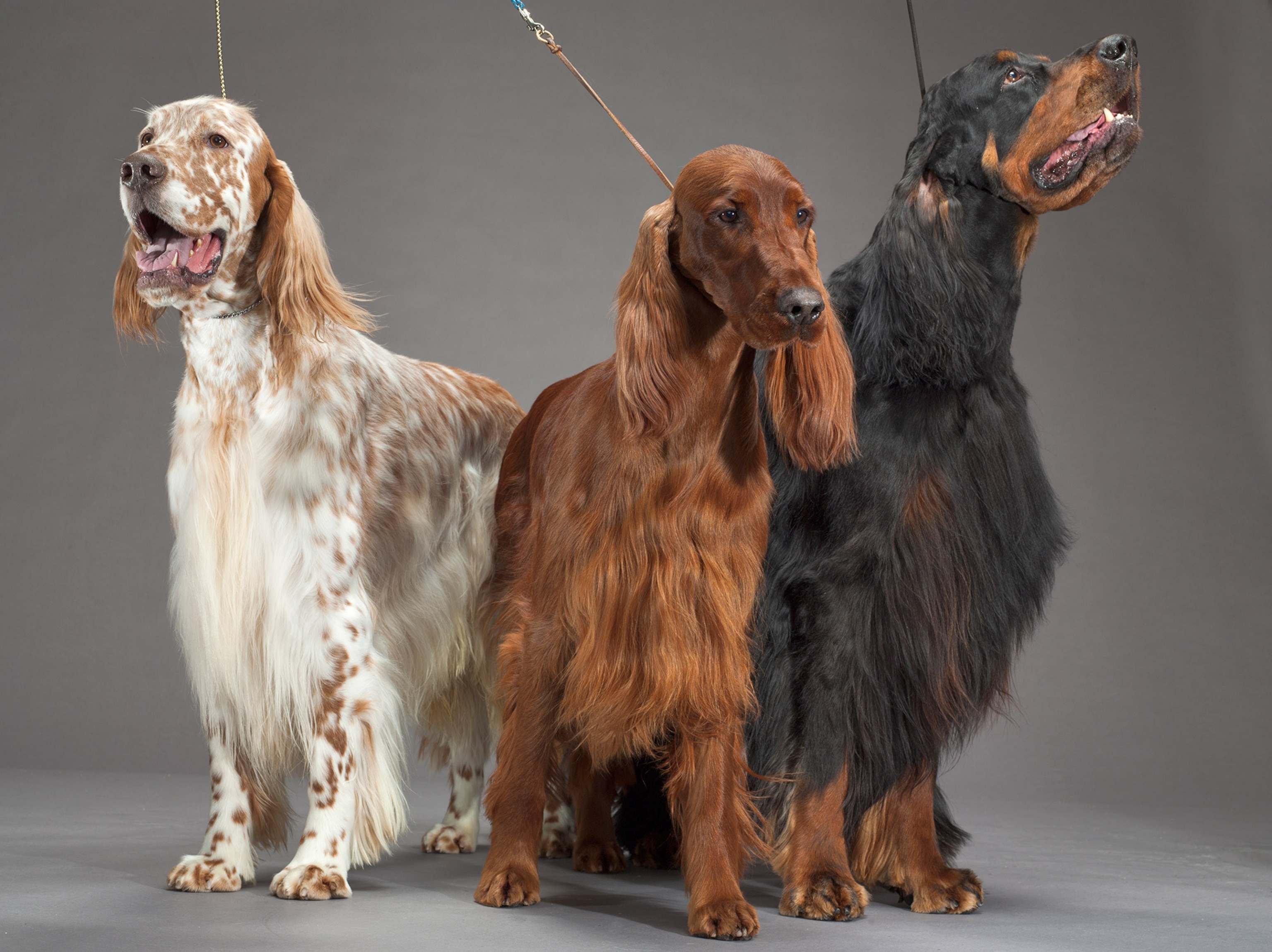 A portrait of an English Setter, an Irish Setter and a Gordan Setter.