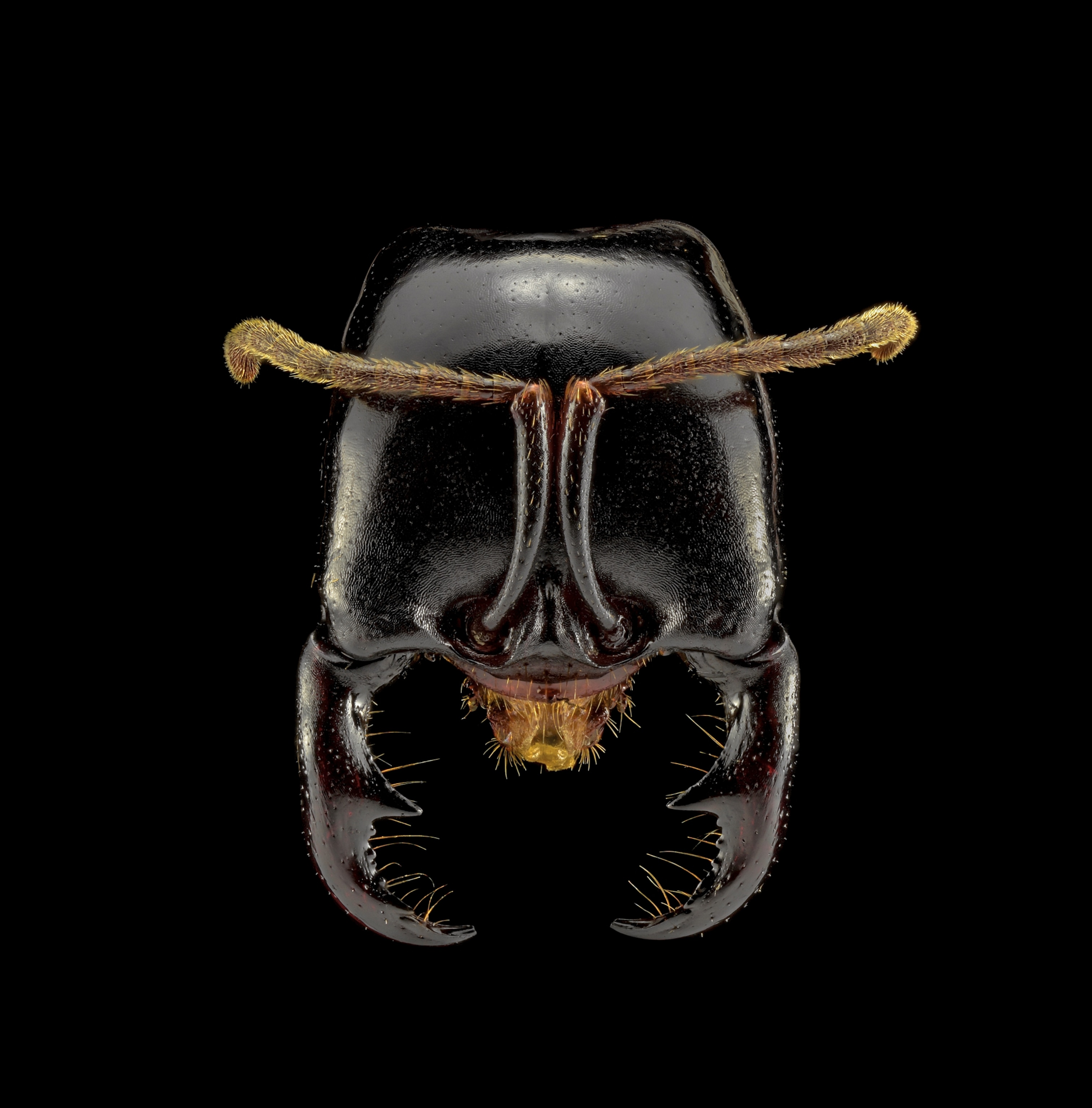 Picture of a black and head with very large and sharp mandibles.