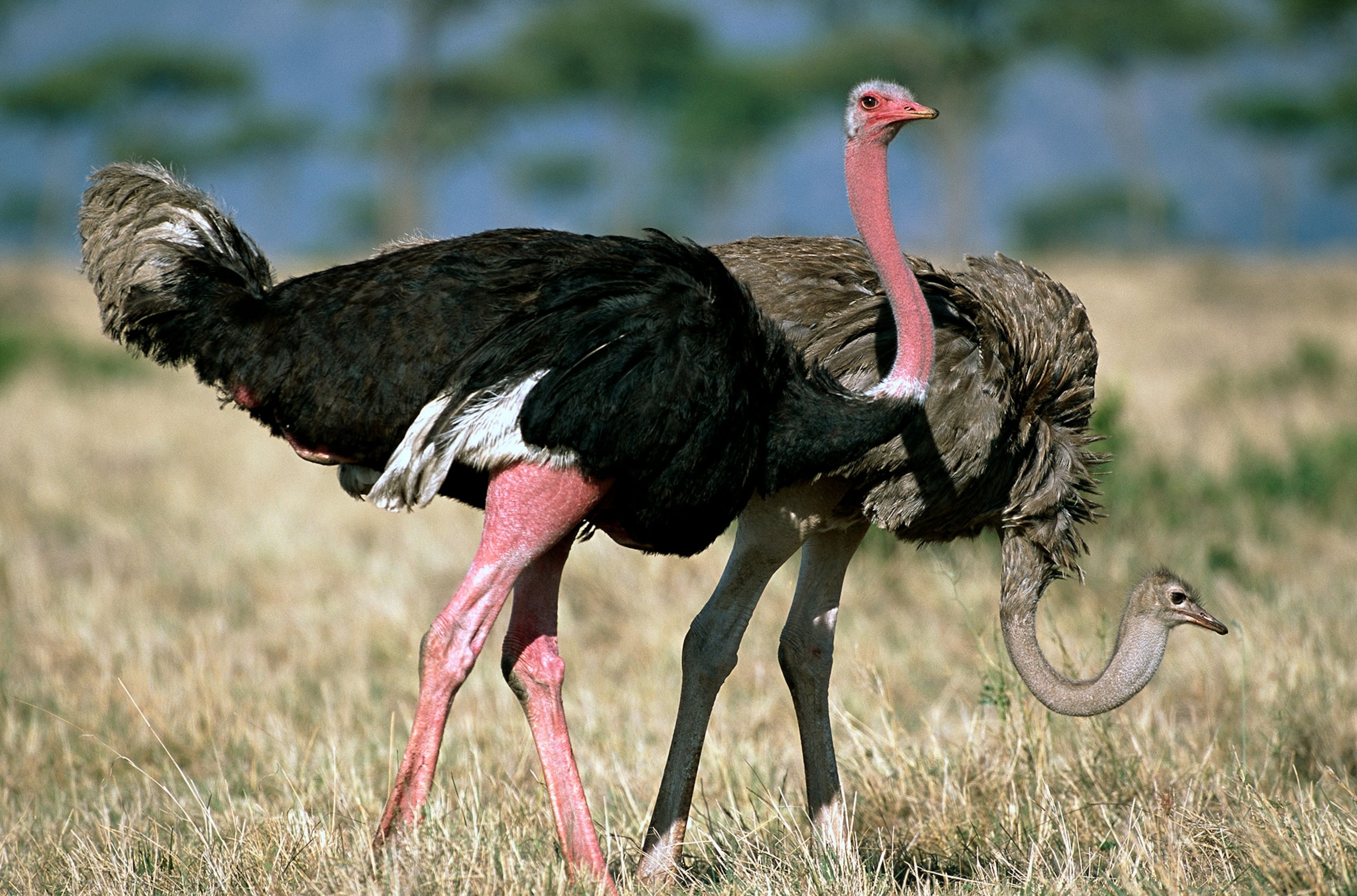 a male and female ostrich