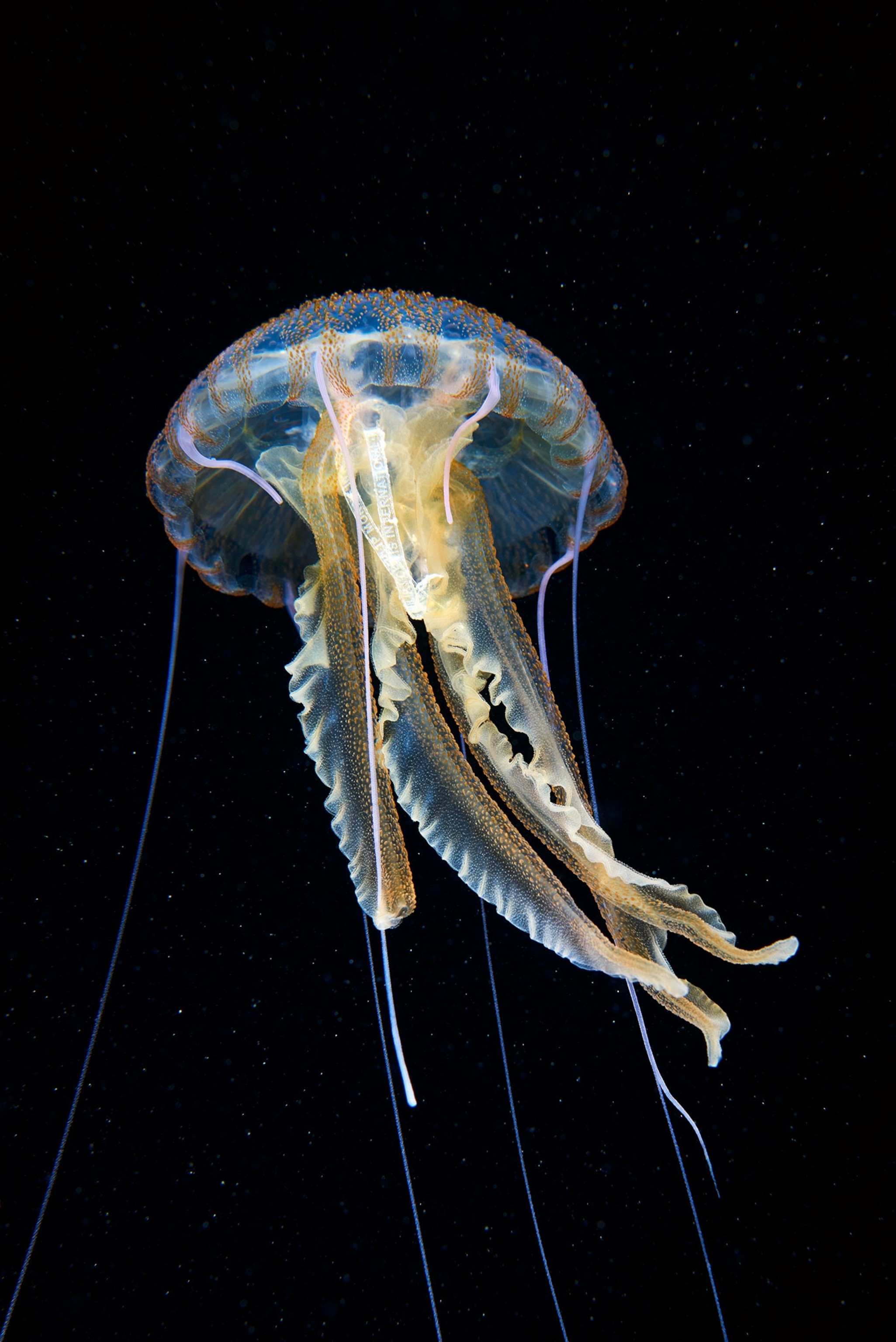 jellyfish